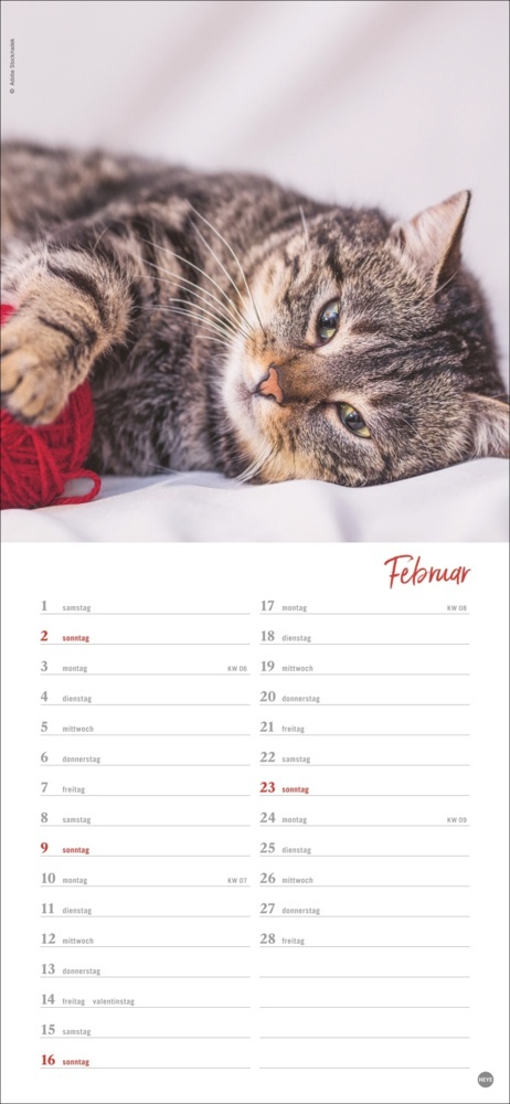 Bild: 9783756406159 | Katzen slim - Auf sanften Pfoten Kalender 2025 | Kalender | 13 S.