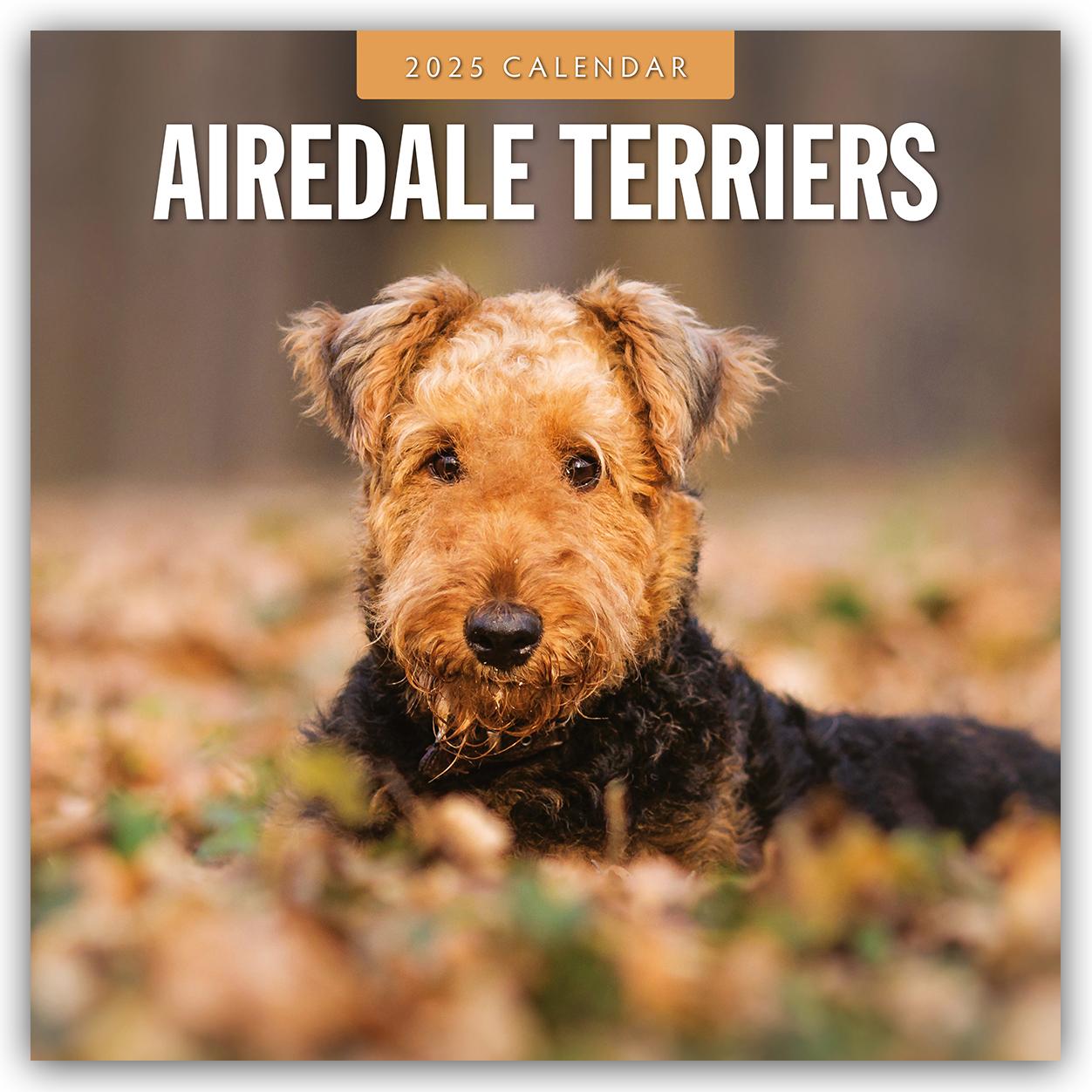 Cover: 9781804424162 | Airedale Terriers 2025 Square Wall Calendar | Red Robin | Taschenbuch