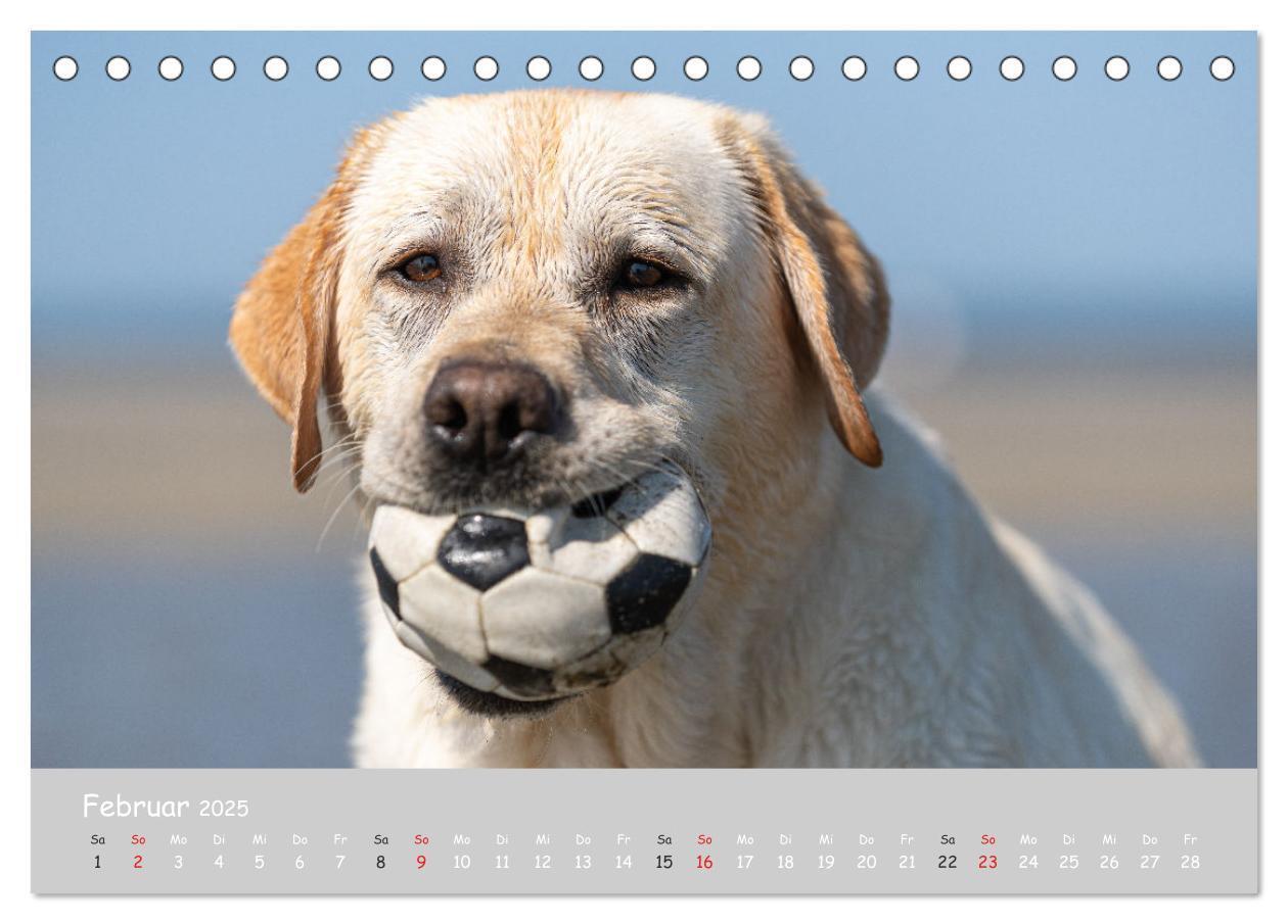 Bild: 9783435531158 | Liebenswerter Labrador 2025 (Tischkalender 2025 DIN A5 quer),...