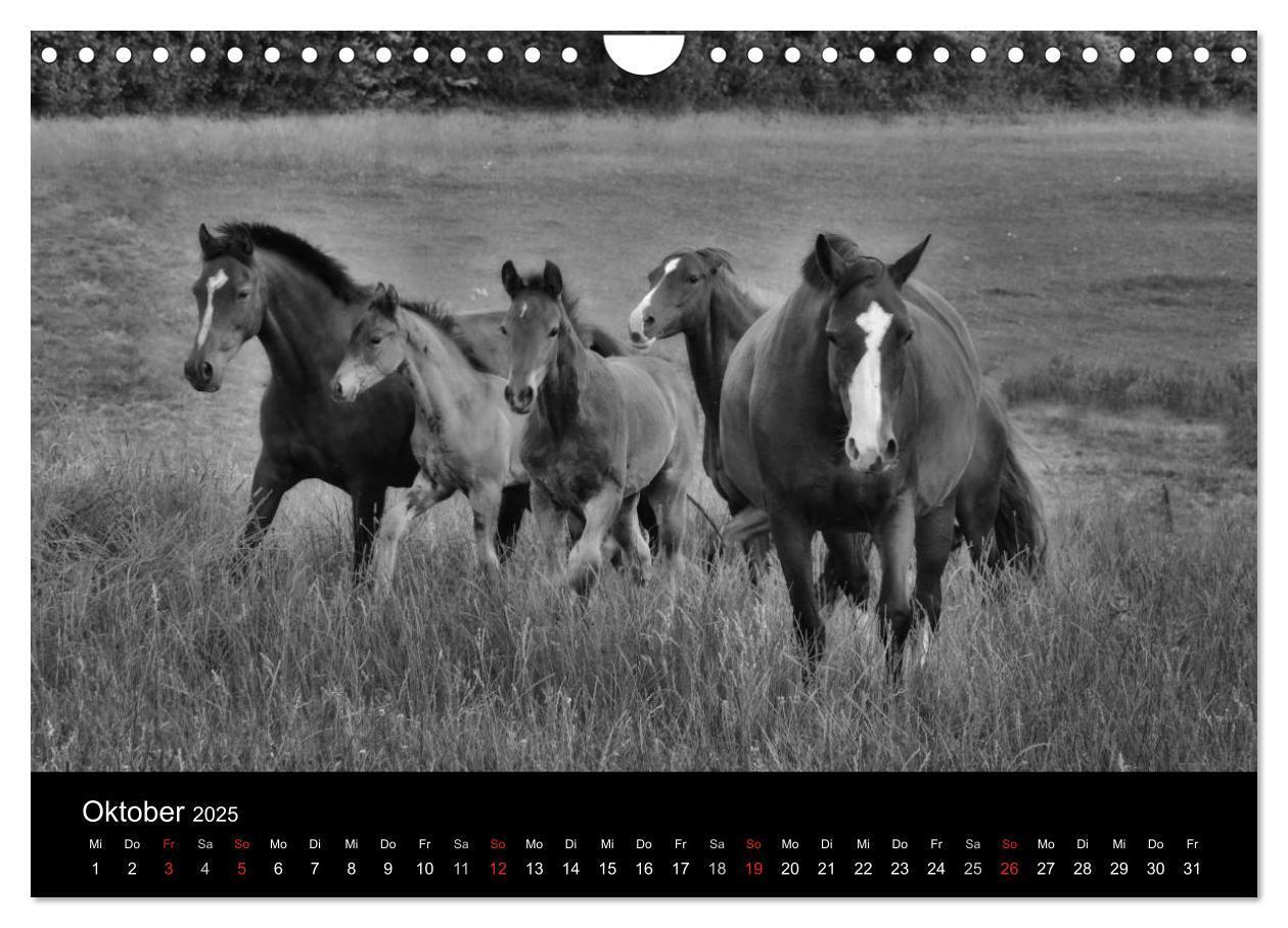 Bild: 9783435770298 | Pferde 2025 Wild Thing (Wandkalender 2025 DIN A4 quer), CALVENDO...