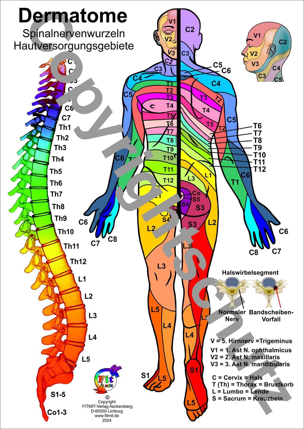 Cover: 9783940832856 | Dermatome - Spinalnervenwurzeln Hautversorgungsgebiete | Aeckersberg