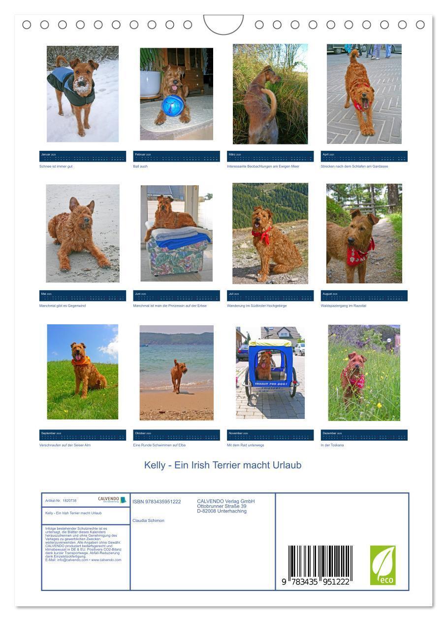 Bild: 9783435951222 | Kelly - Ein Irish Terrier macht Urlaub (Wandkalender 2025 DIN A4...