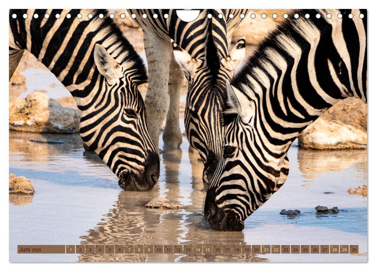 Bild: 9783383845468 | Wildlife Namibia - Etosha und Kalahari (Wandkalender 2025 DIN A4...