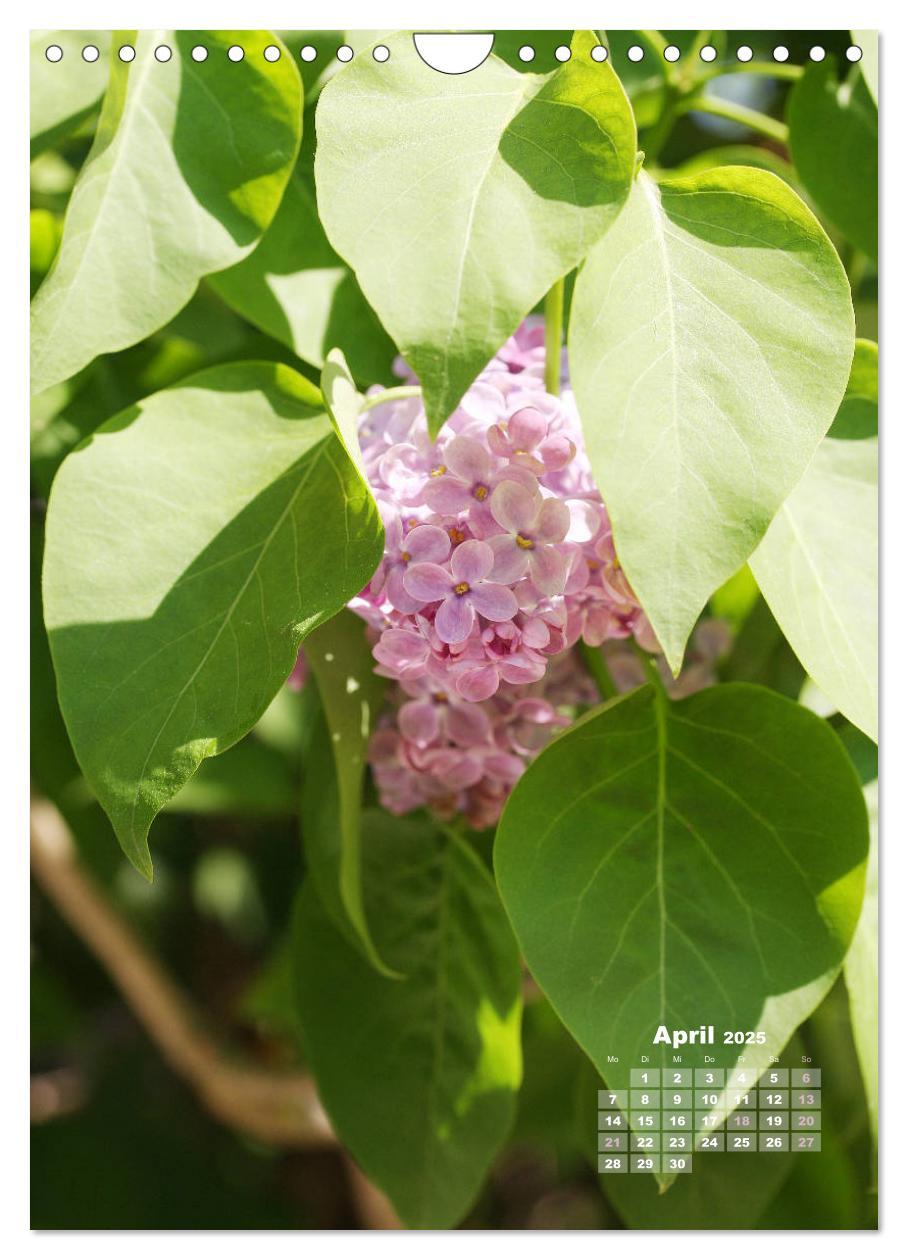 Bild: 9783435981960 | Fliederblüte (Wandkalender 2025 DIN A4 hoch), CALVENDO Monatskalender