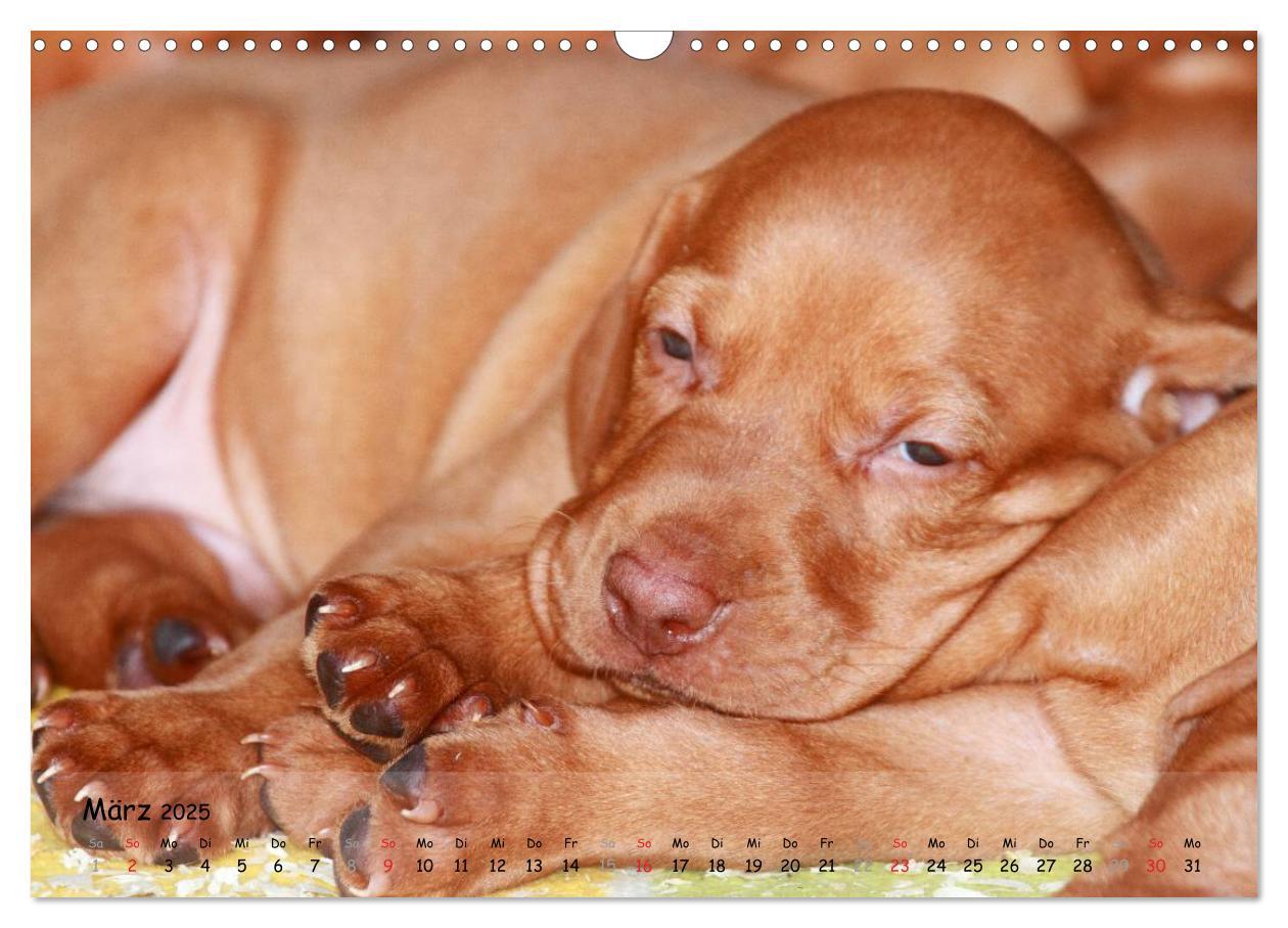 Bild: 9783435630356 | Magyar Vizsla - pure Lebensfreude (Wandkalender 2025 DIN A3 quer),...