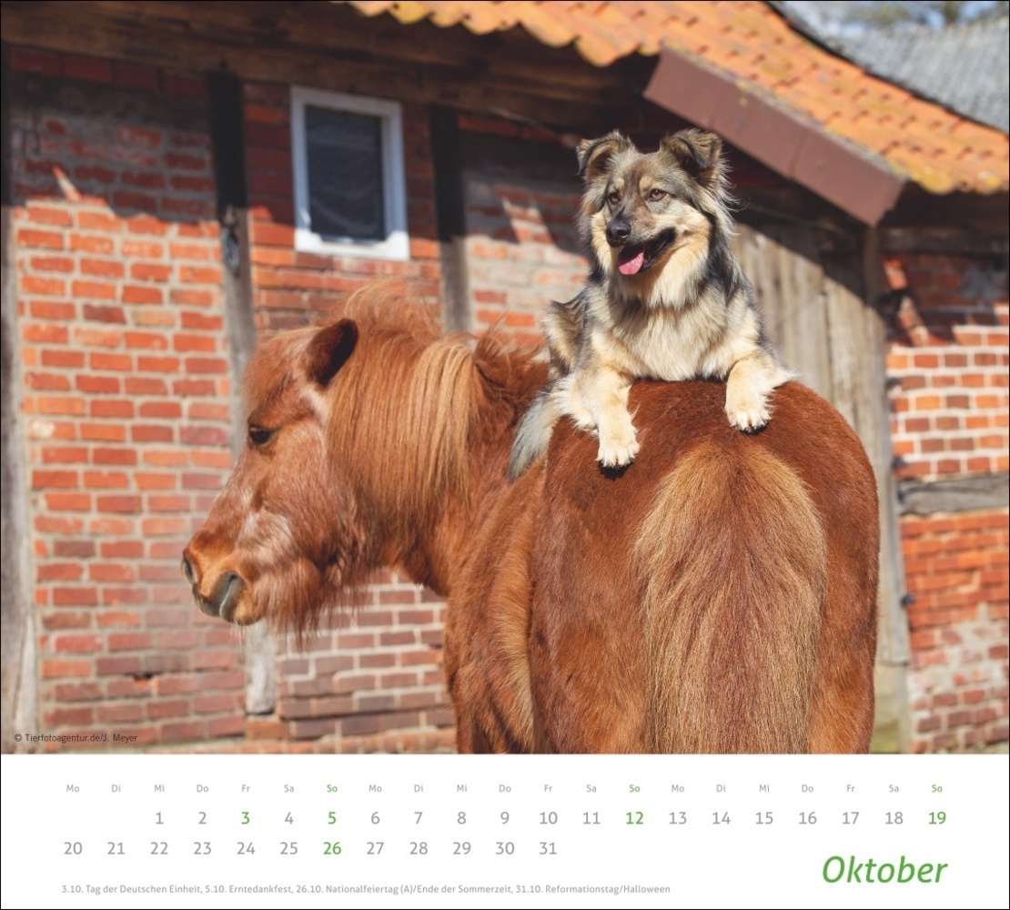 Bild: 9783756406906 | Echte Freunde Bildkalender 2025 | Kalender | Spiralbindung | 14 S.