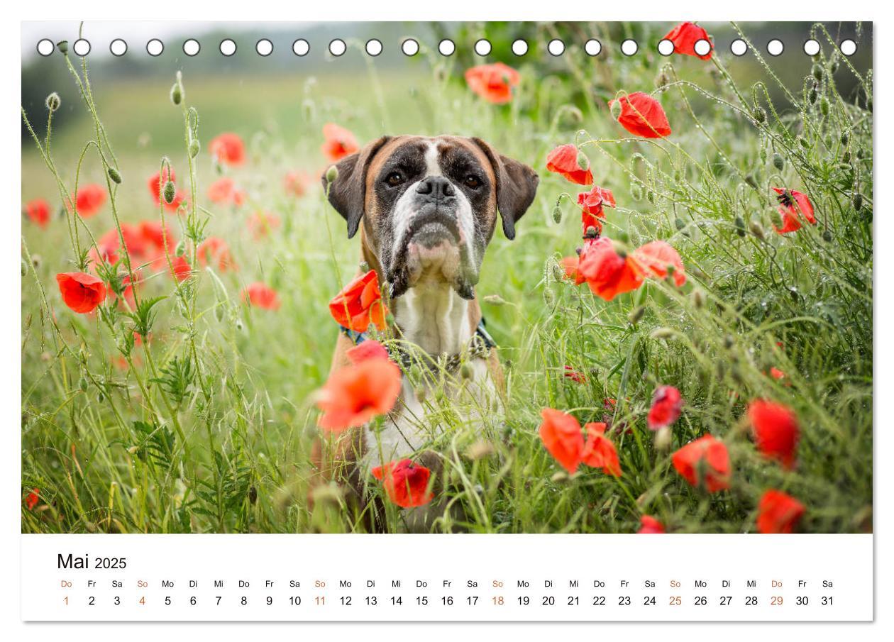 Bild: 9783435159253 | Deutscher Boxer (Tischkalender 2025 DIN A5 quer), CALVENDO...