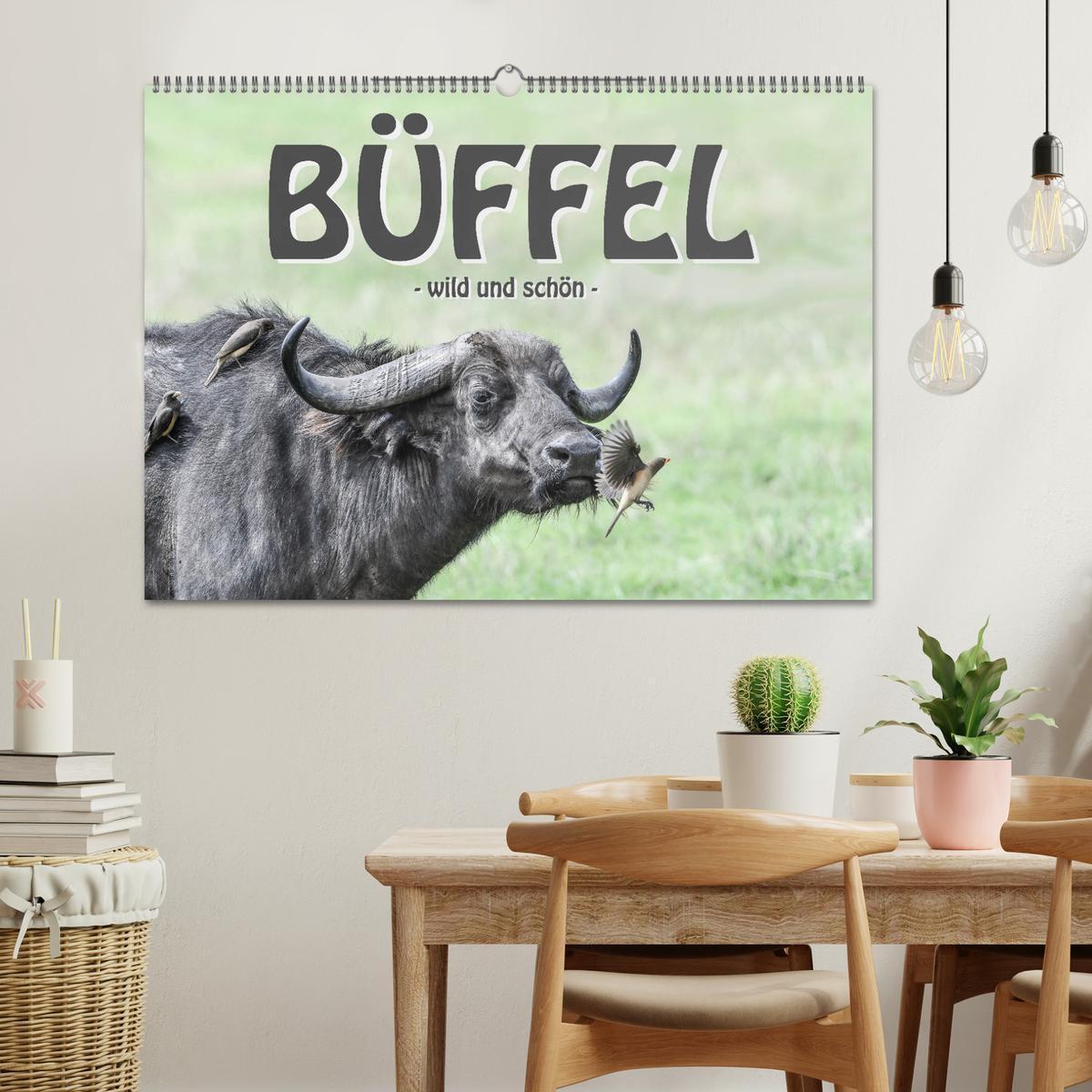 Bild: 9783435238248 | Büffel - wild und schön (Wandkalender 2025 DIN A2 quer), CALVENDO...