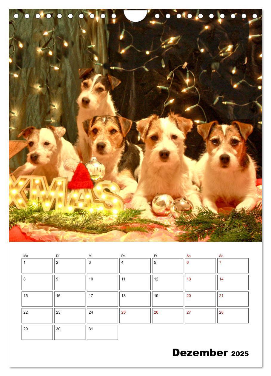 Bild: 9783435996063 | Tender Fellows - Parson Russell Terrier (Wandkalender 2025 DIN A4...