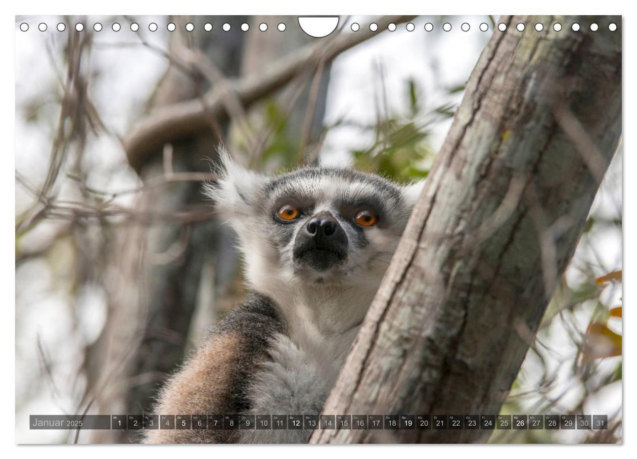 Bild: 9783435282876 | Tierisches Madagaskar (Wandkalender 2025 DIN A4 quer), CALVENDO...