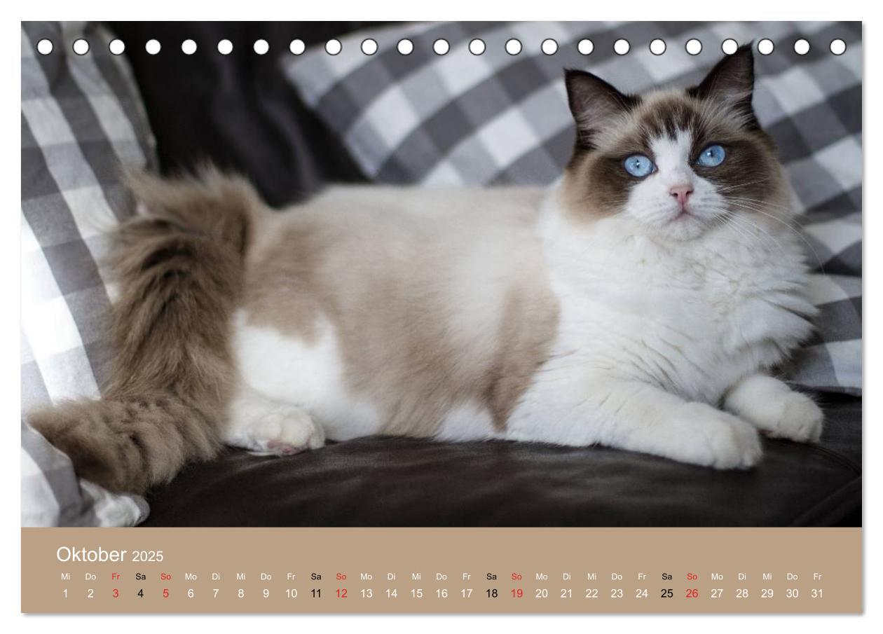 Bild: 9783435490943 | Verliebt in Ragdolls ... die sanfte Katzenrasse (Tischkalender 2025...