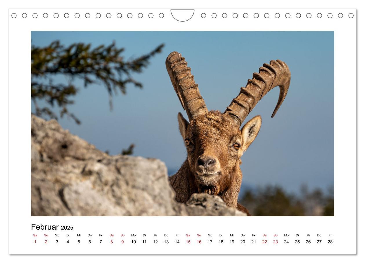 Bild: 9783383868474 | Steinböcke - Die Könige der Alpen (Wandkalender 2025 DIN A4 quer),...