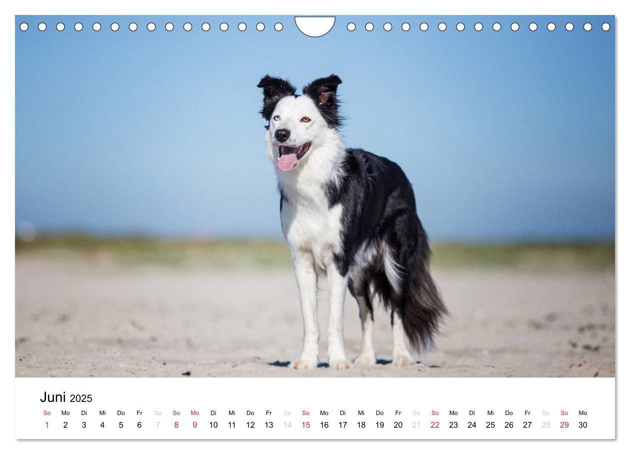 Bild: 9783435578153 | Border Collies 2025 (Wandkalender 2025 DIN A4 quer), CALVENDO...