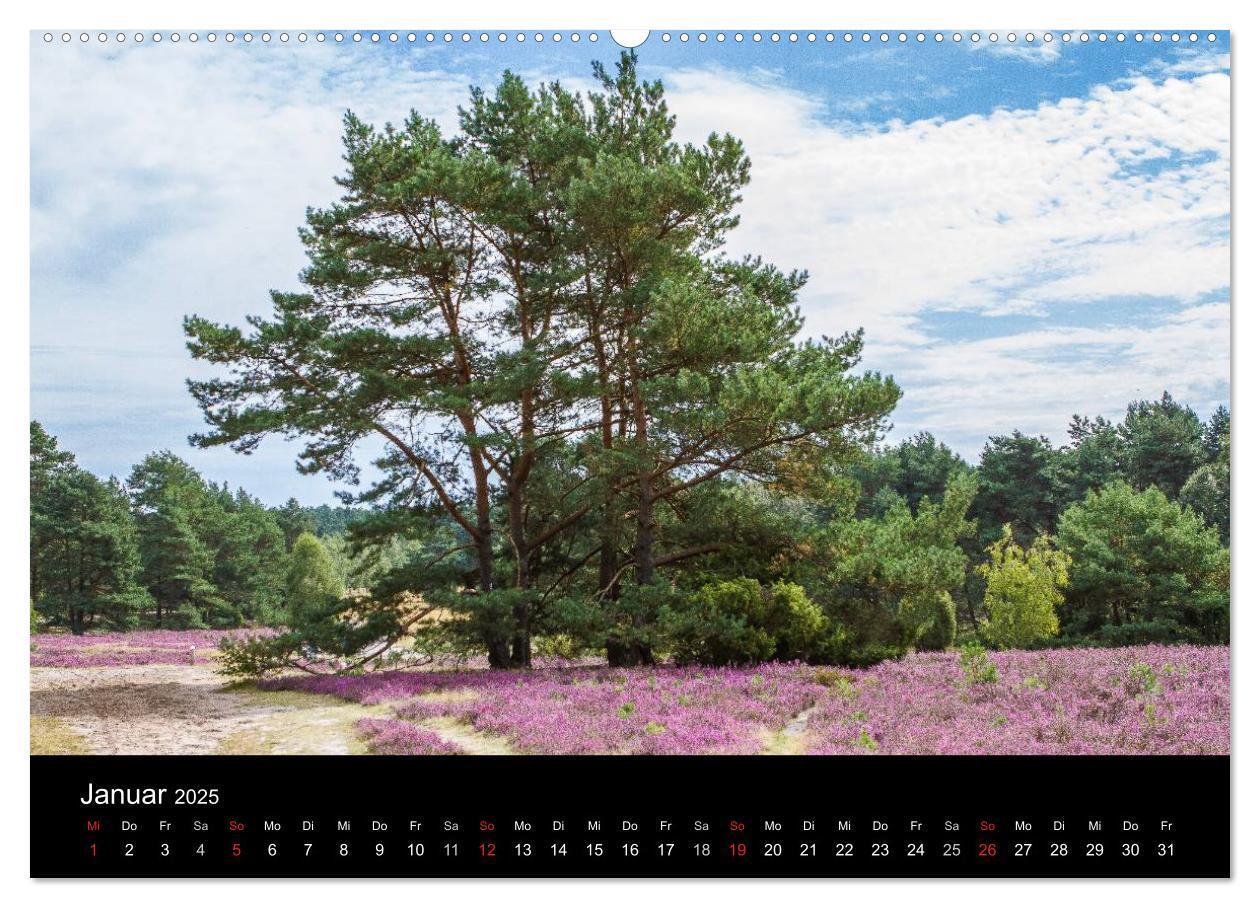 Bild: 9783435775040 | Lüneburger Heide (Wandkalender 2025 DIN A2 quer), CALVENDO...