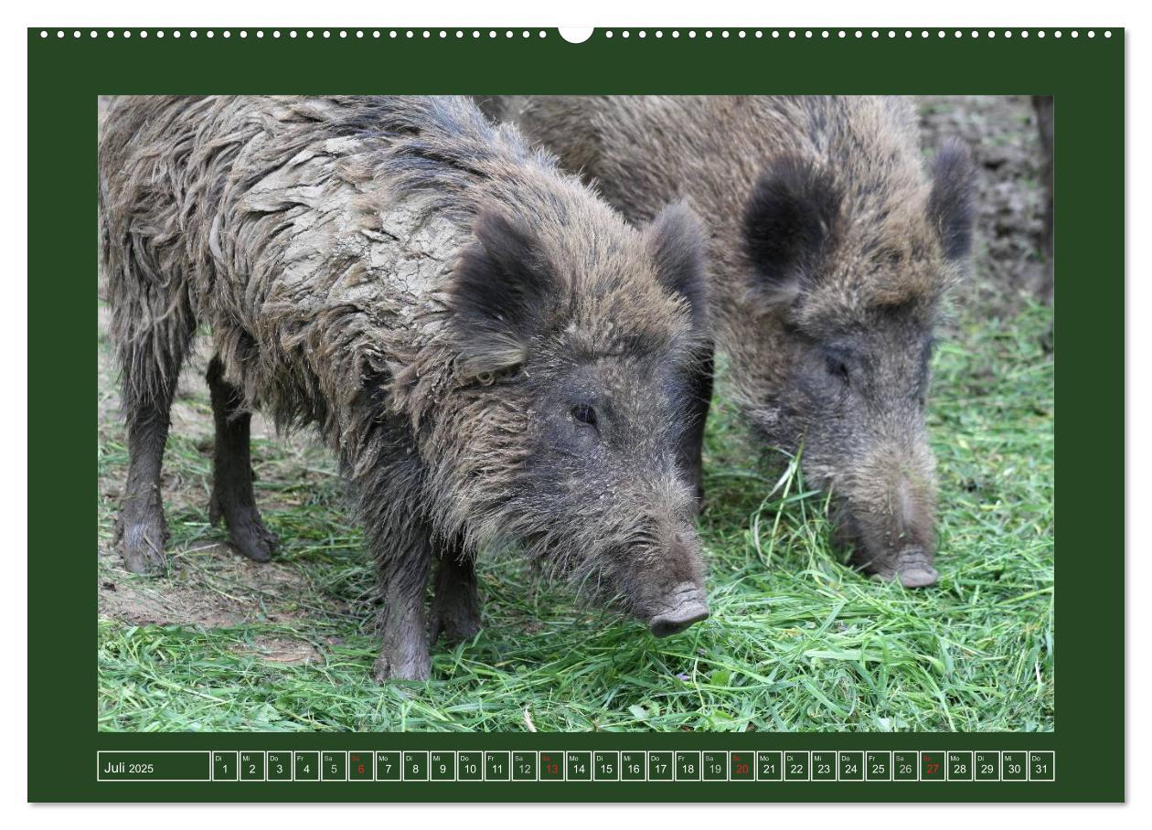 Bild: 9783435776948 | Schweinkram - Die Wildschweine sind los (Wandkalender 2025 DIN A2...