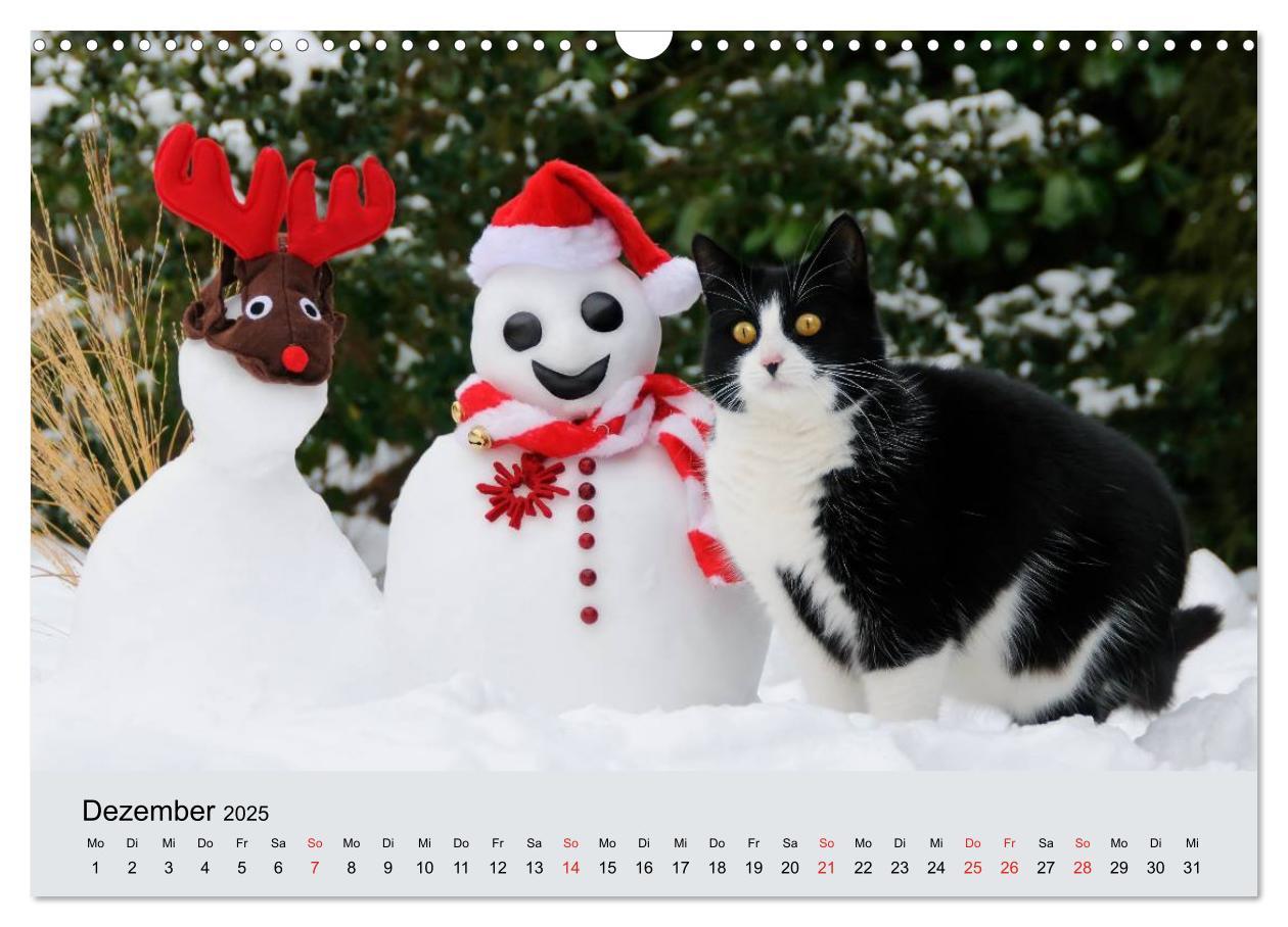 Bild: 9783435823284 | Katzen im Garten (Wandkalender 2025 DIN A3 quer), CALVENDO...