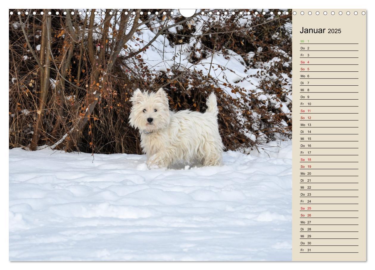 Bild: 9783383906077 | WEST HIGHLAND WHITE TERRIER - DER WESTIE - EIN HUND MIT CHARISMA...