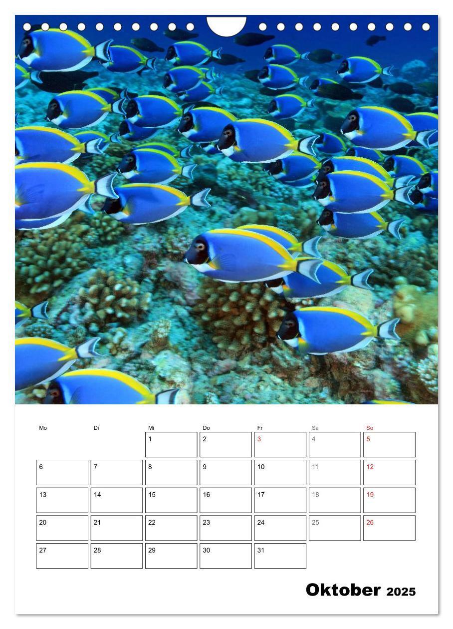 Bild: 9783457036006 | Zauberwelt. Fische, Korallen und Co. (Wandkalender 2025 DIN A4...