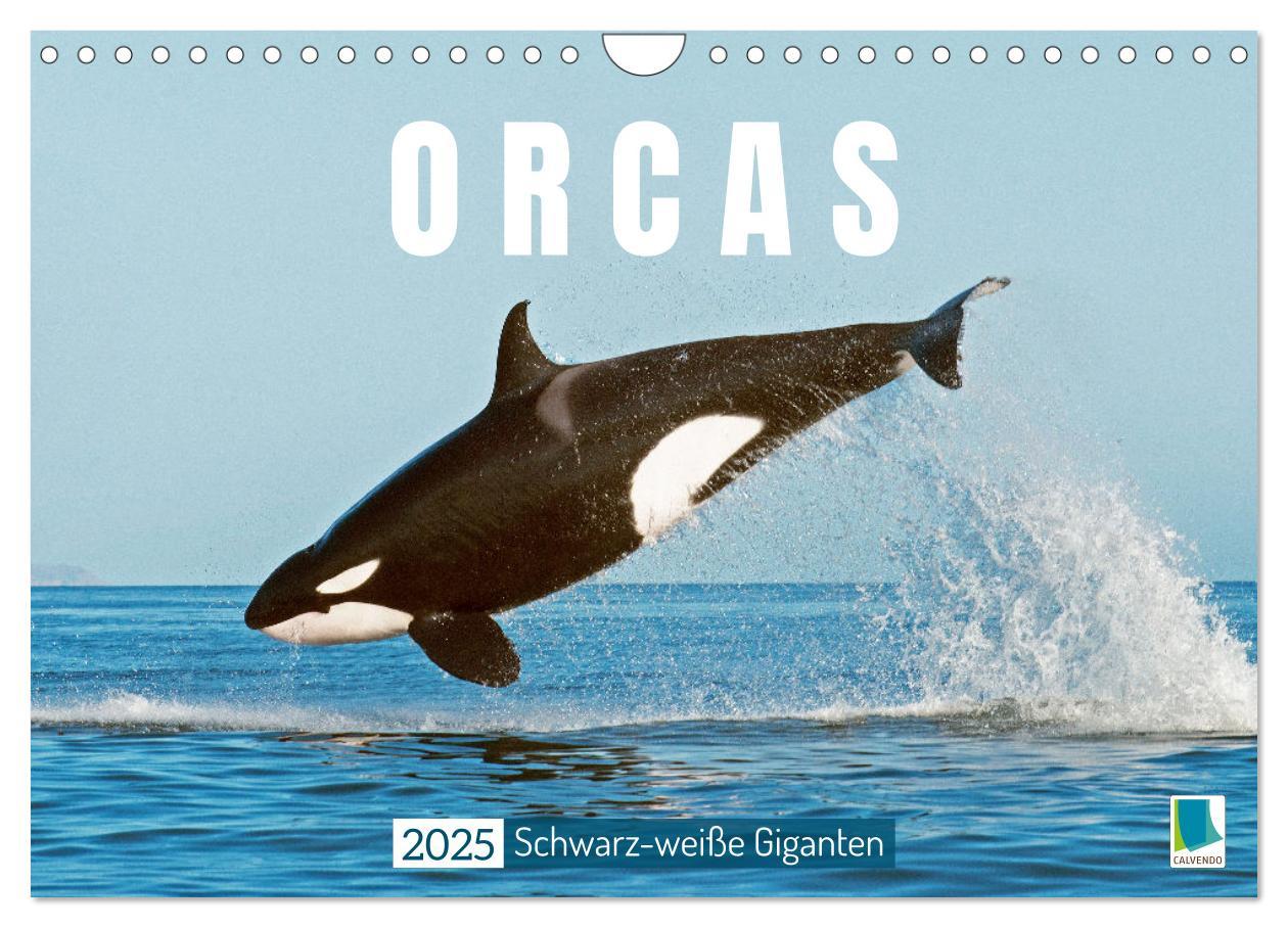 Cover: 9783383846755 | Orcas: Schwarz-weiße Giganten (Wandkalender 2025 DIN A4 quer),...