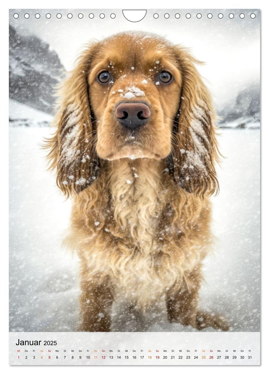 Bild: 9783383765322 | Cocker Spaniel - ein Hund für die Familie (Wandkalender 2025 DIN A4...