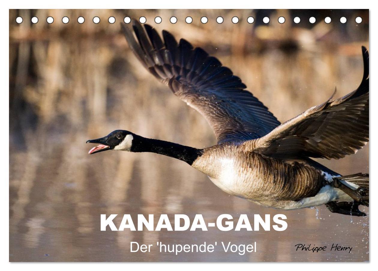 Cover: 9783435732234 | KANADA-GANS - Der 'hupende' Vogel (Tischkalender 2025 DIN A5 quer),...