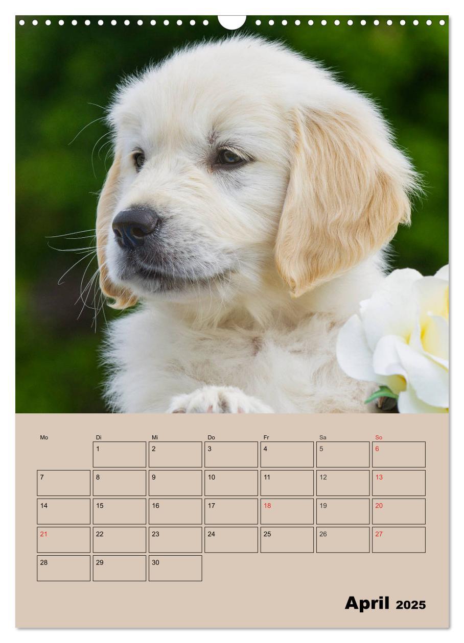 Bild: 9783435959266 | Jahresplaner Golden Retriever Welpen (Wandkalender 2025 DIN A3...