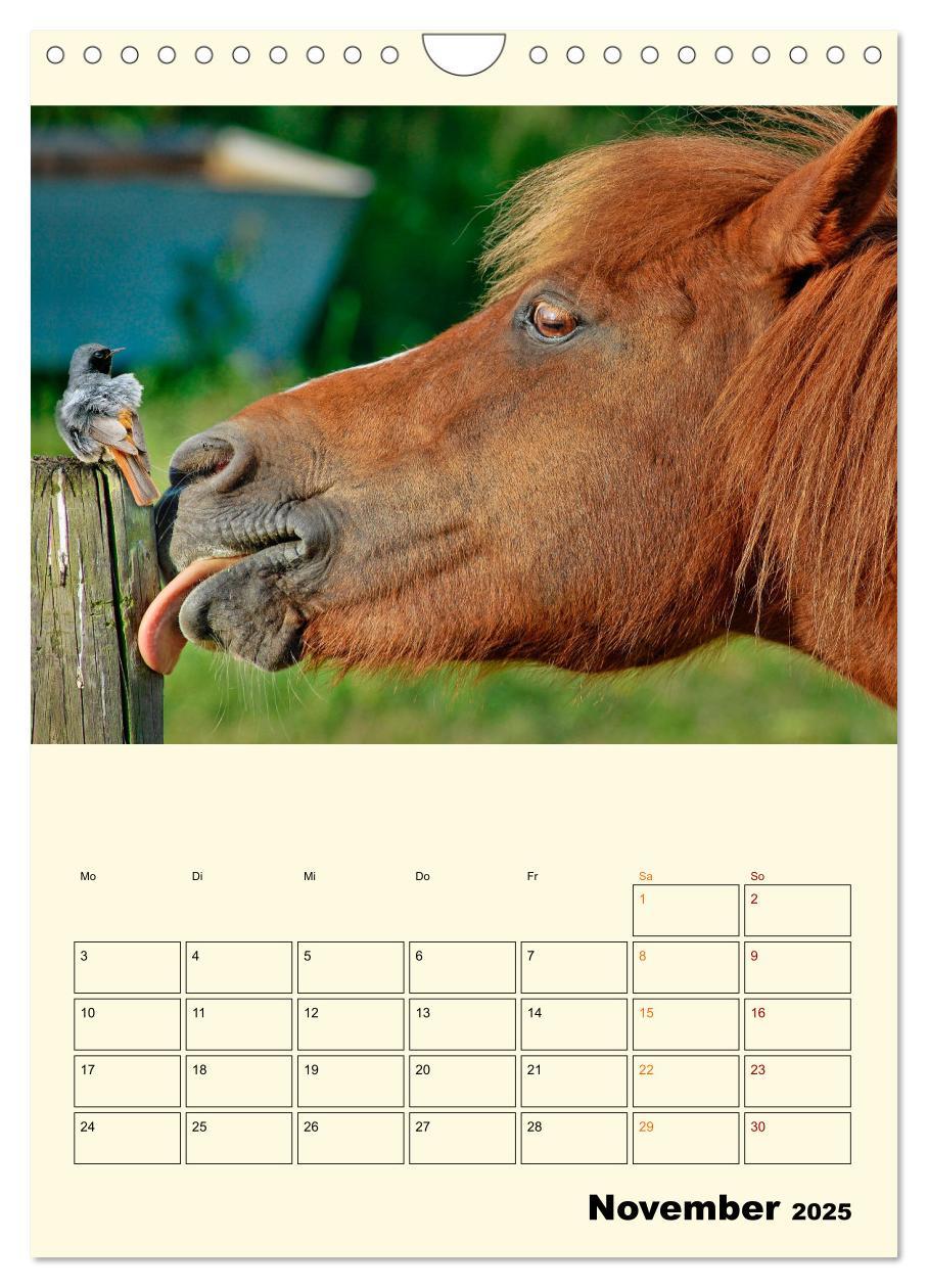 Bild: 9783435904563 | Lustig verrückt - der Tierkalender (Wandkalender 2025 DIN A4 hoch),...