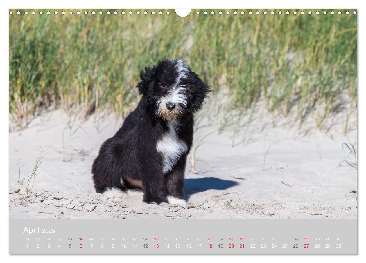 Bild: 9783435426904 | BEARDED COLLIES 2025 (Wandkalender 2025 DIN A3 quer), CALVENDO...