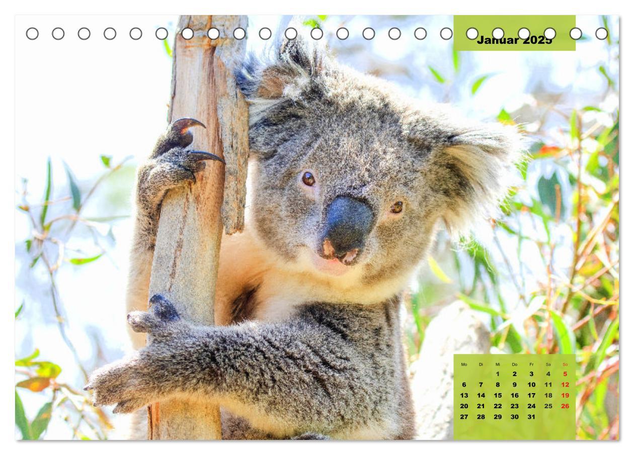 Bild: 9783435049752 | Koalas. Teddy-Alarm! (Tischkalender 2025 DIN A5 quer), CALVENDO...