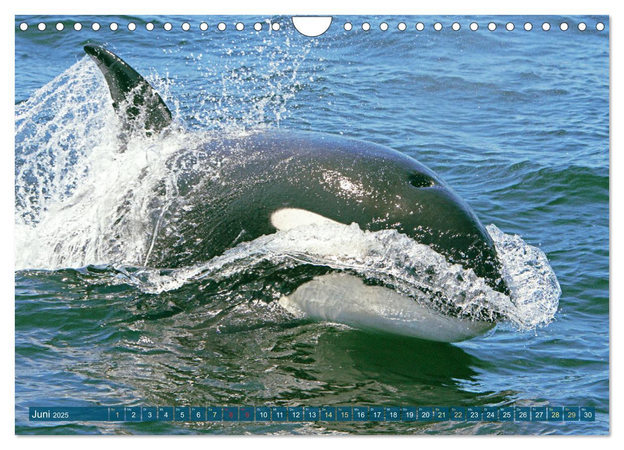 Bild: 9783383846755 | Orcas: Schwarz-weiße Giganten (Wandkalender 2025 DIN A4 quer),...