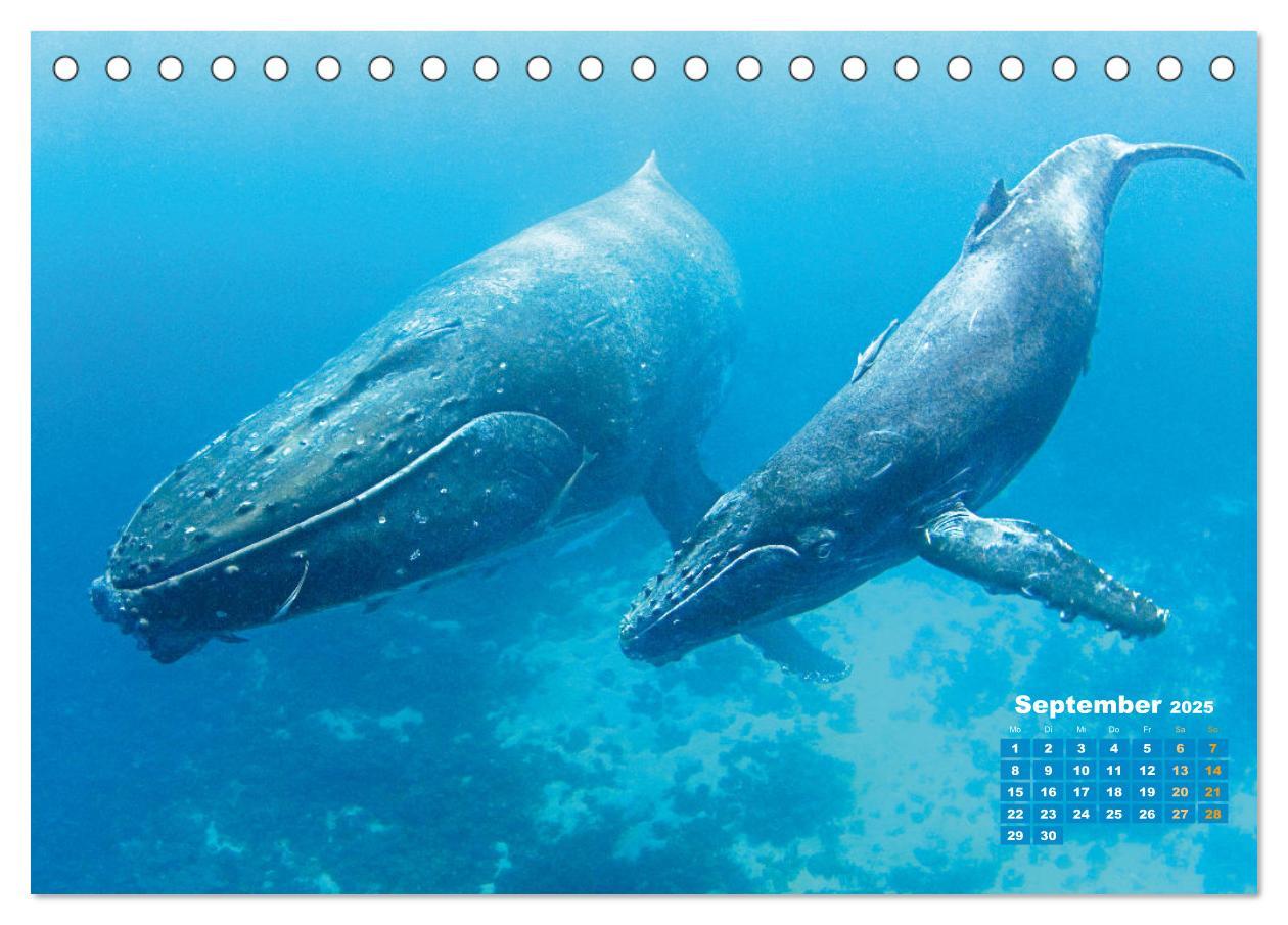 Bild: 9783383776854 | Buckelwale: Aus den blauen Tiefen der Ozeane (Tischkalender 2025...