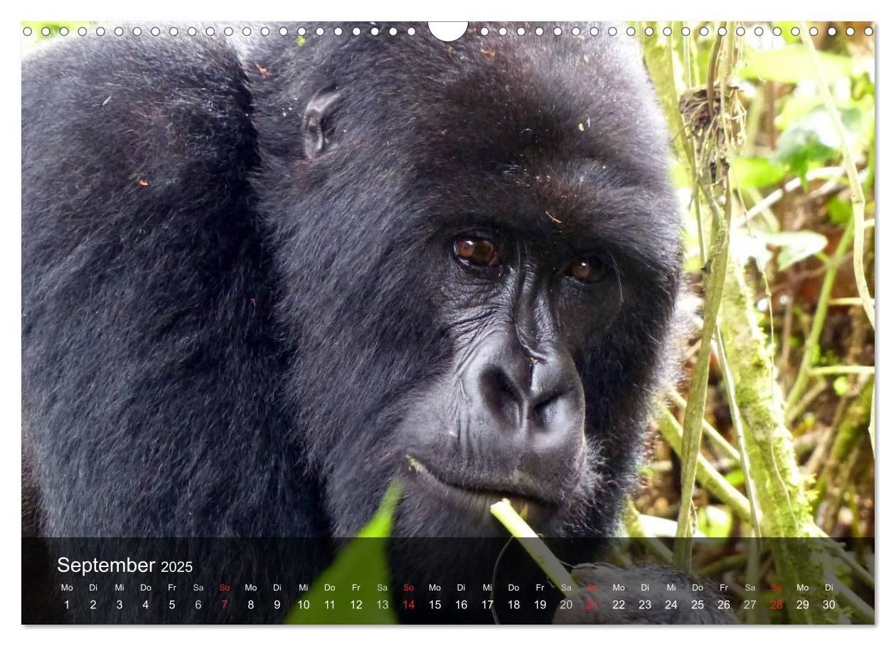 Bild: 9783435600984 | Gorillas. Friedliebende Kraftpakete (Wandkalender 2025 DIN A3...