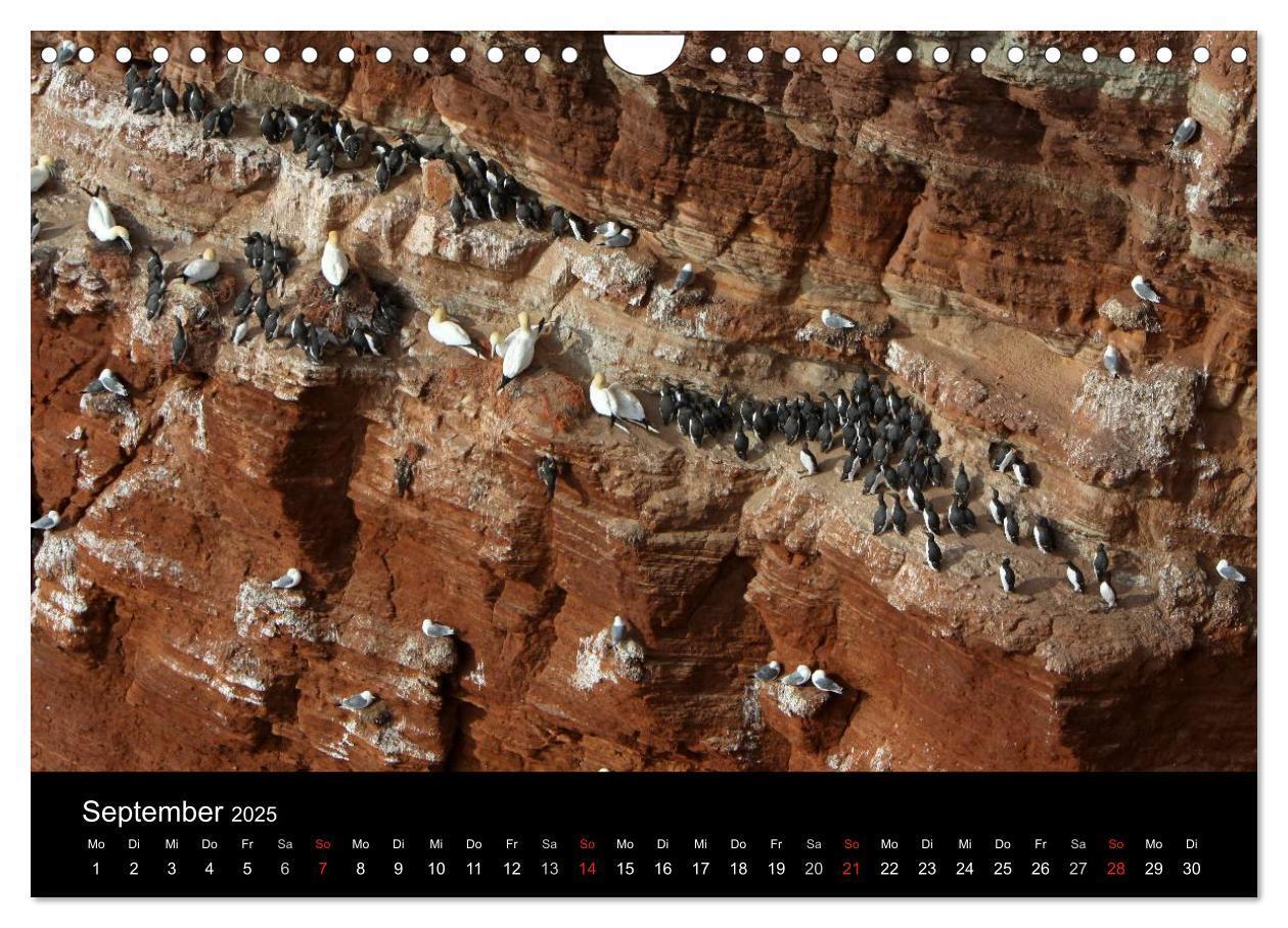 Bild: 9783435769063 | Helgoland (Wandkalender 2025 DIN A4 quer), CALVENDO Monatskalender