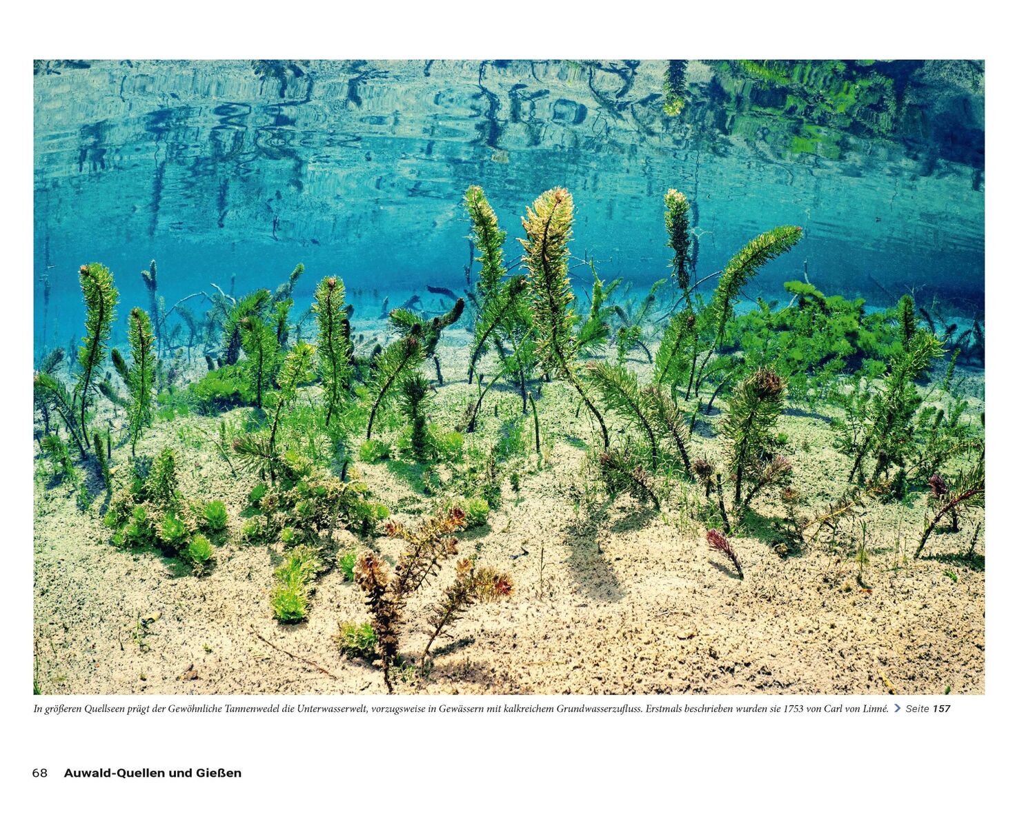 Bild: 9783613509283 | Die Welt der Süßwasserquellen | Herbert Frei (u. a.) | Buch | 192 S.