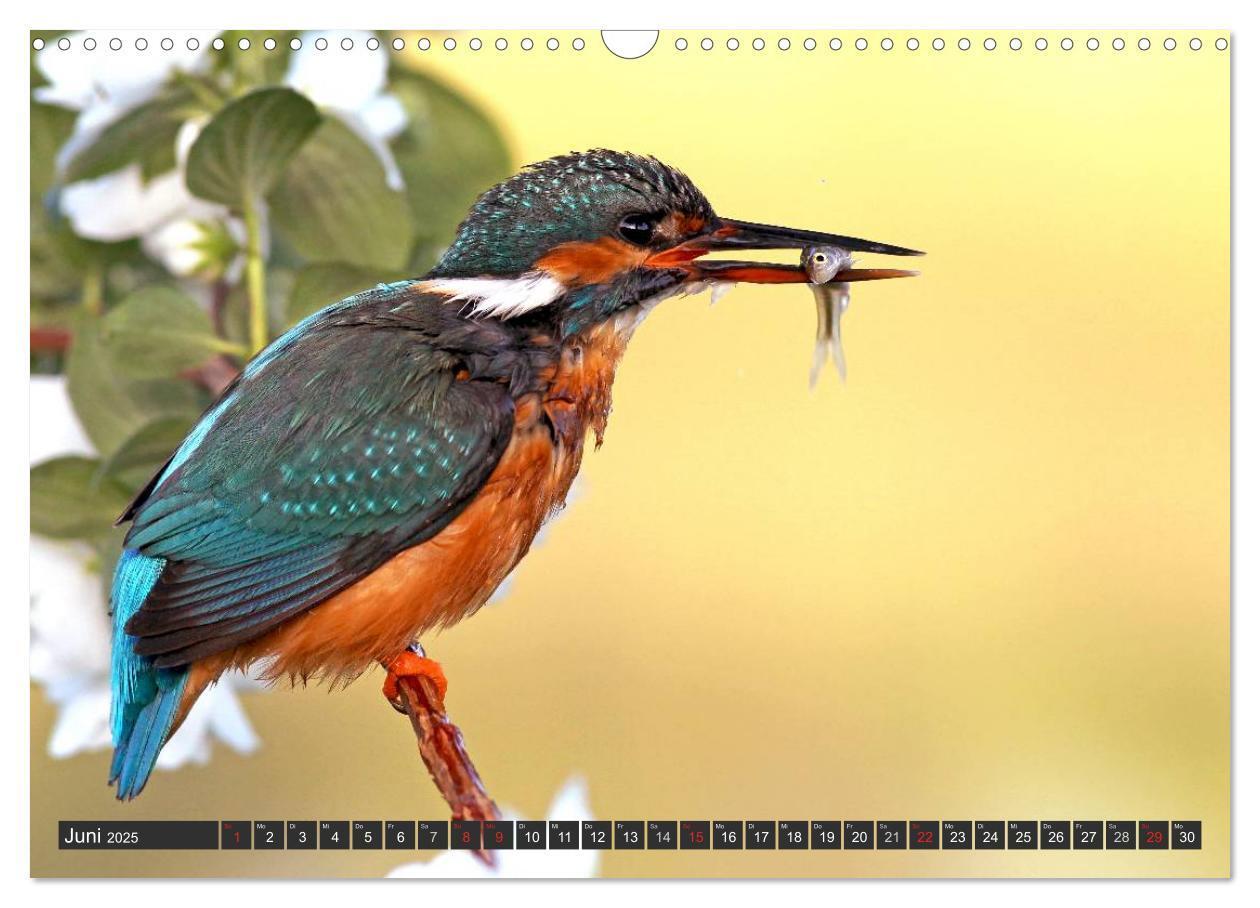 Bild: 9783435823130 | Der Eisvogel (Wandkalender 2025 DIN A3 quer), CALVENDO Monatskalender