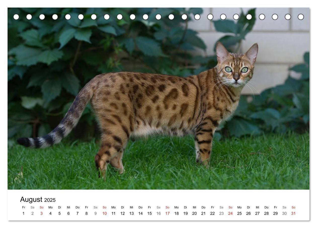 Bild: 9783435705290 | Rassekatzen 2025 (Tischkalender 2025 DIN A5 quer), CALVENDO...