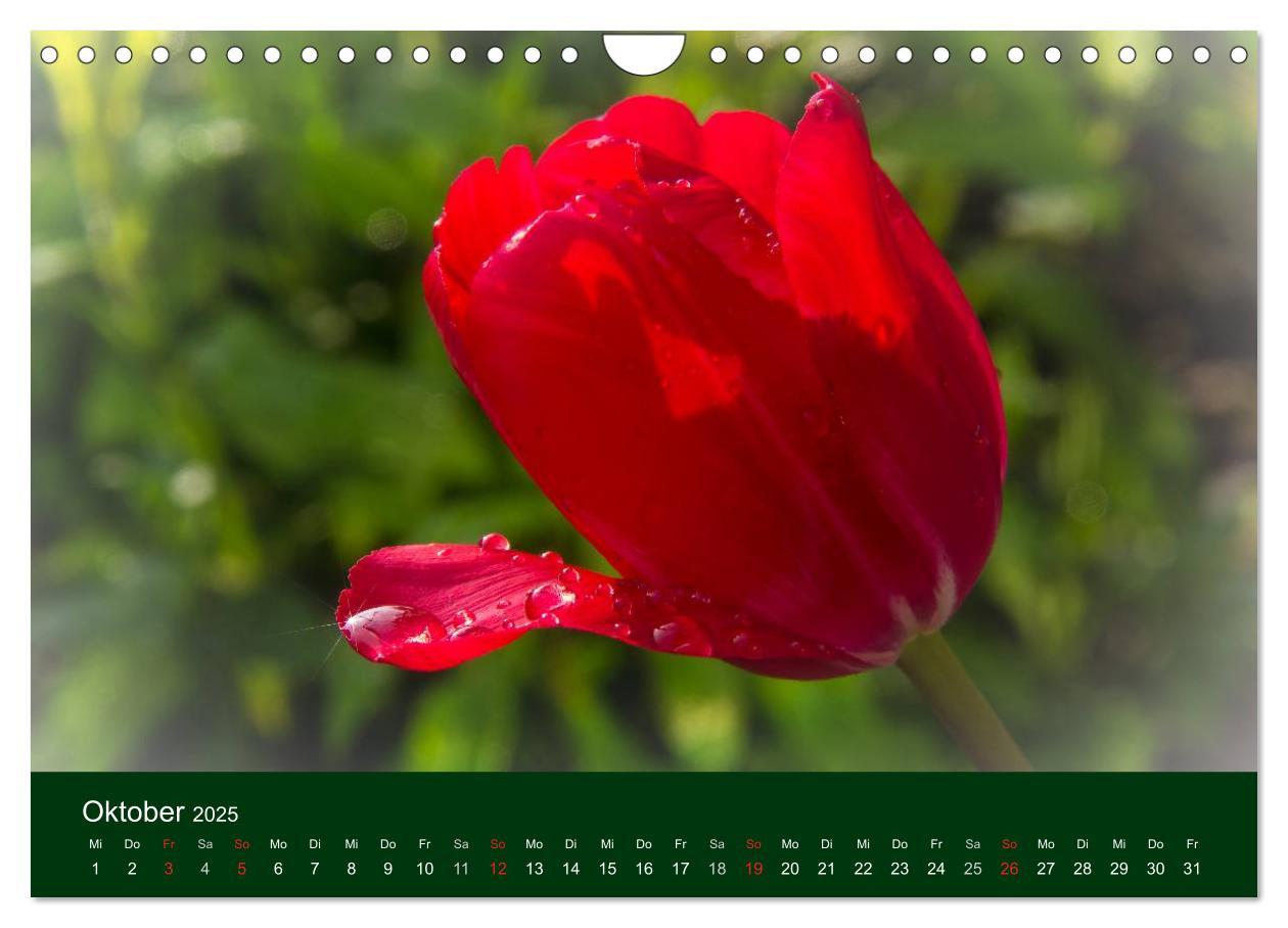 Bild: 9783435663613 | Blumen und Blüten (Wandkalender 2025 DIN A4 quer), CALVENDO...