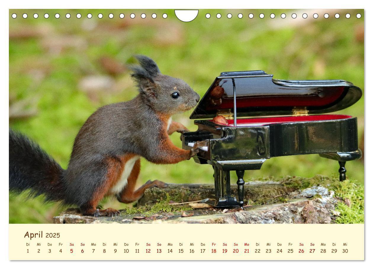 Bild: 9783435063383 | Eichhörnchen - zauberhaft verspielt (Wandkalender 2025 DIN A4...