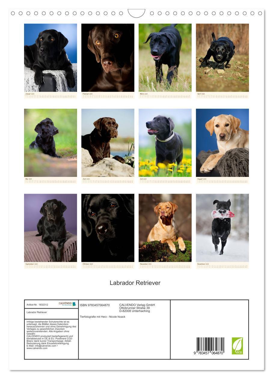 Bild: 9783457064870 | Labrador Retriever (Wandkalender 2025 DIN A3 hoch), CALVENDO...