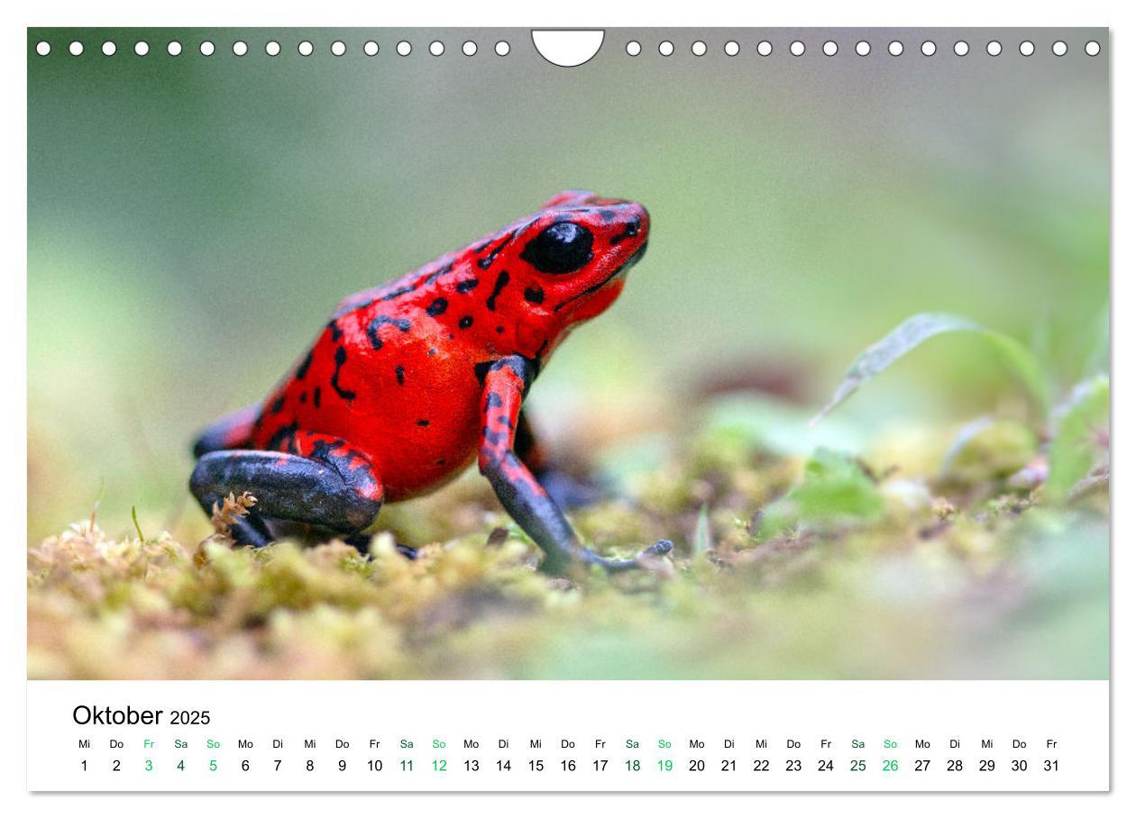 Bild: 9783383980756 | Costa Rica - Tropische Tierwelt (Wandkalender 2025 DIN A4 quer),...