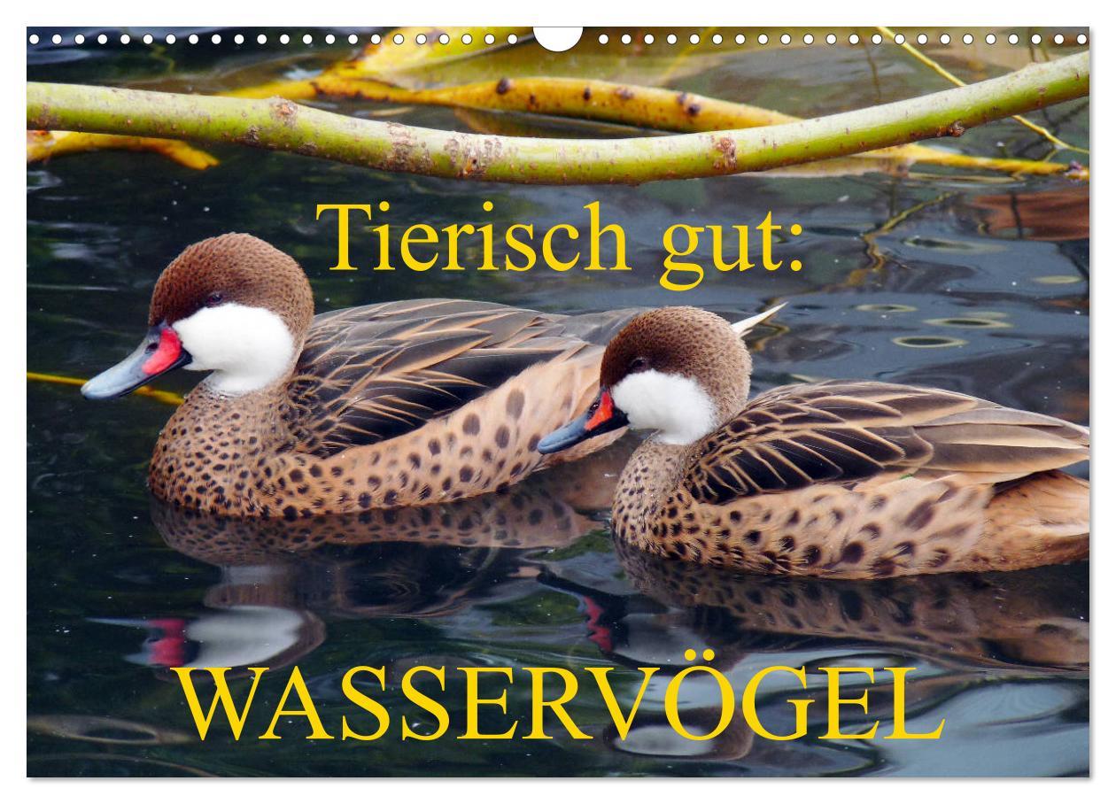 Cover: 9783435176014 | Tierisch gut: Wasservögel (Wandkalender 2025 DIN A3 quer), CALVENDO...