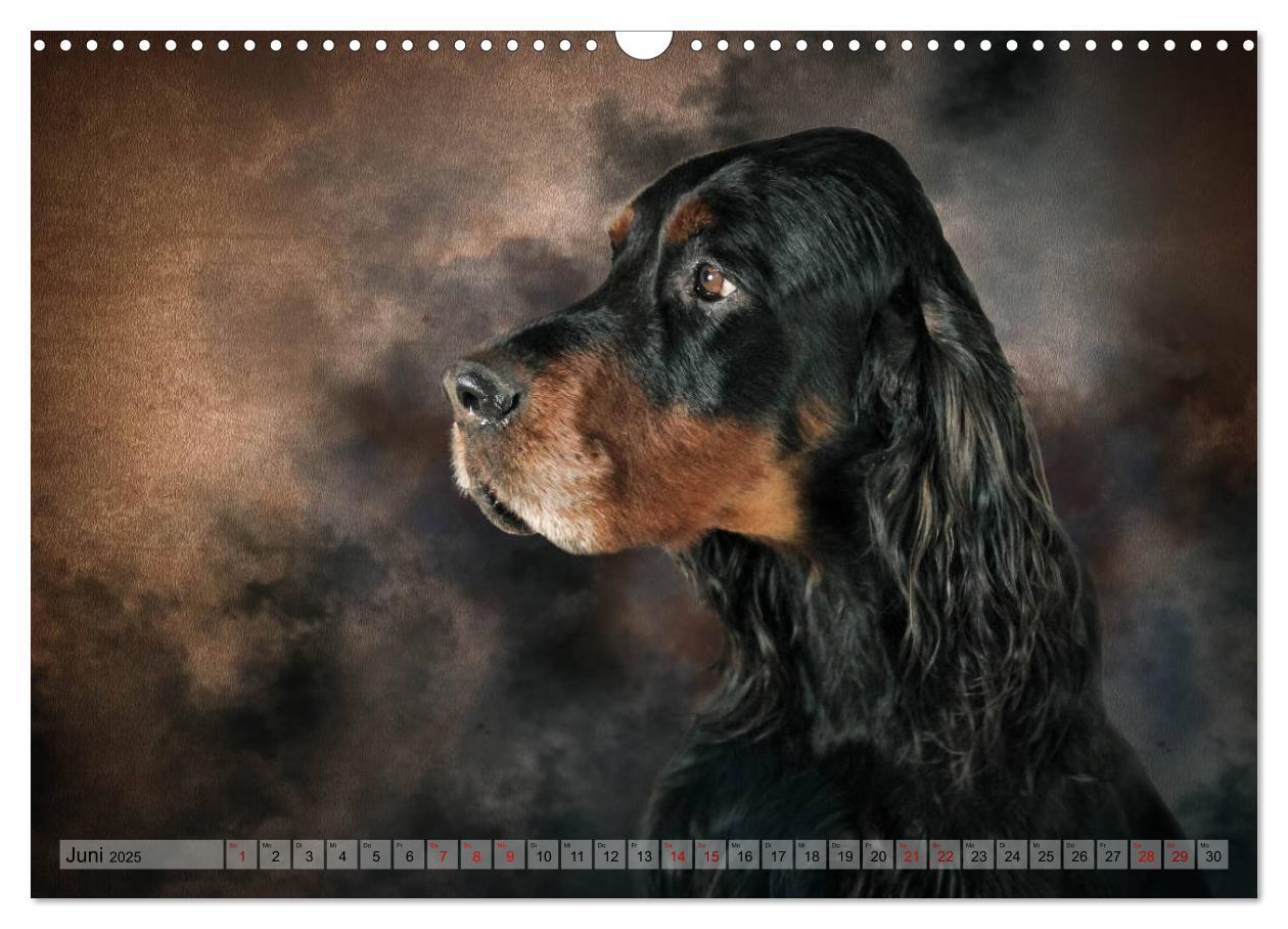 Bild: 9783435293933 | Jagdhunde im Portrait (Wandkalender 2025 DIN A3 quer), CALVENDO...