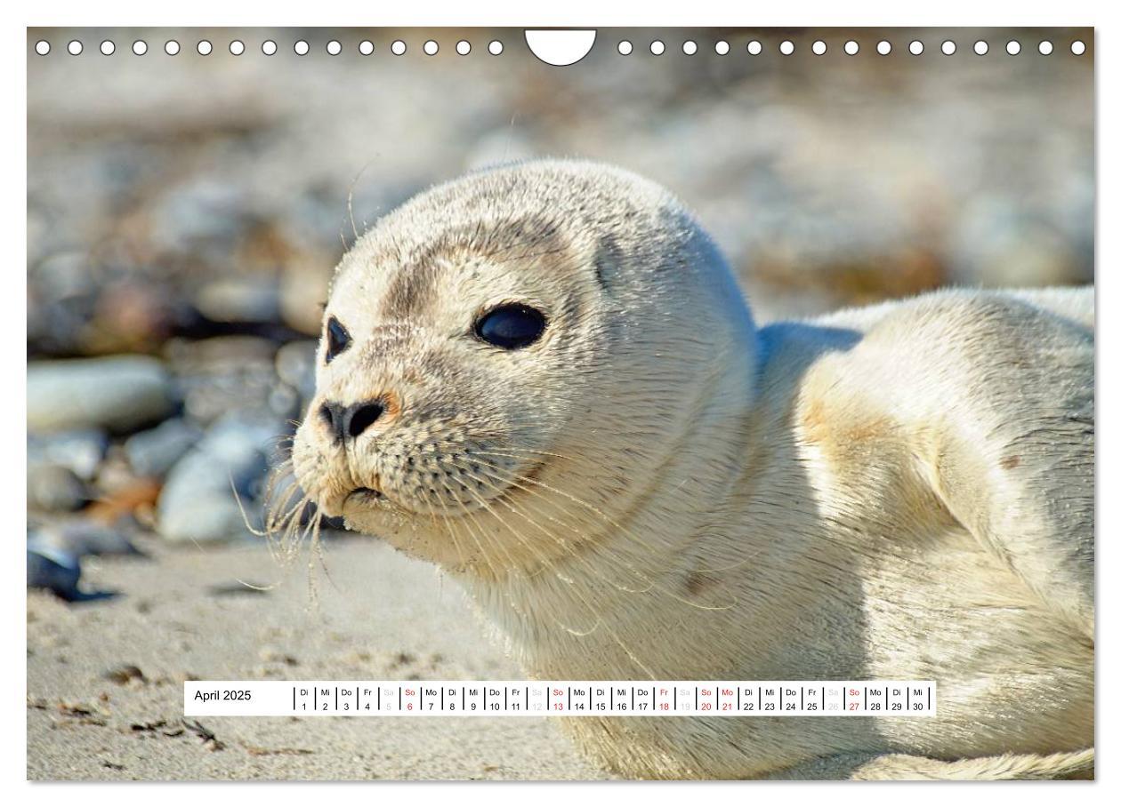 Bild: 9783435474165 | Hochsee-Insel Helgoland (Wandkalender 2025 DIN A4 quer), CALVENDO...