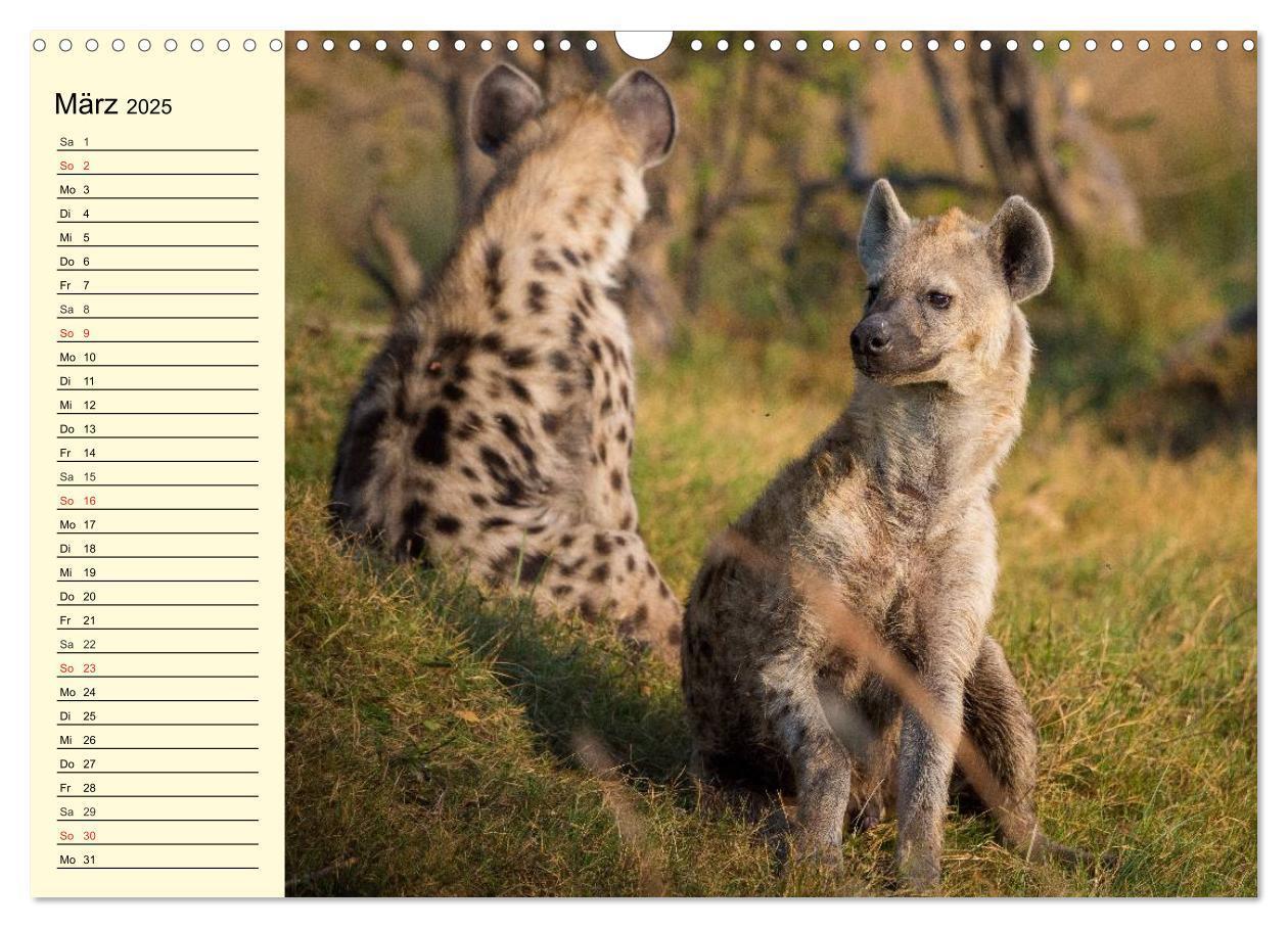 Bild: 9783435493722 | Afrika. Tiere in freier Wildbahn (Wandkalender 2025 DIN A3 quer),...