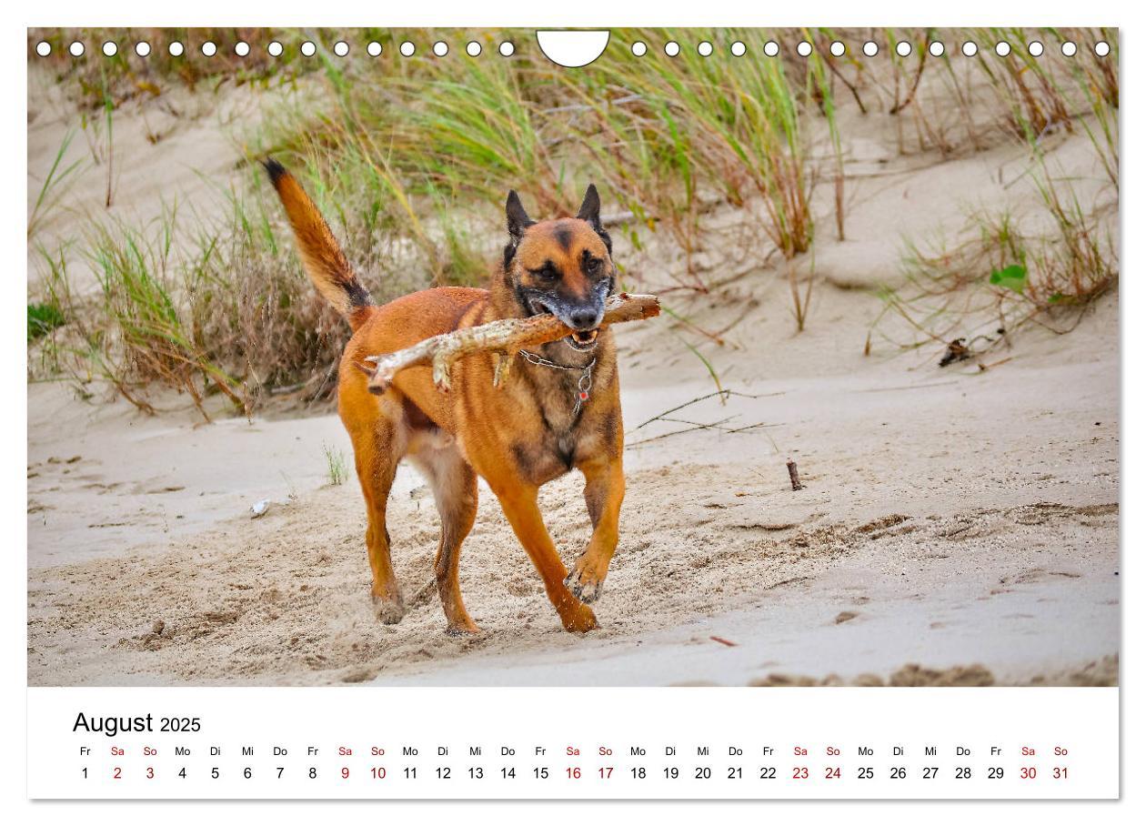 Bild: 9783435340415 | Malinois - Wahnsinn auf vier Pfoten (Wandkalender 2025 DIN A4...