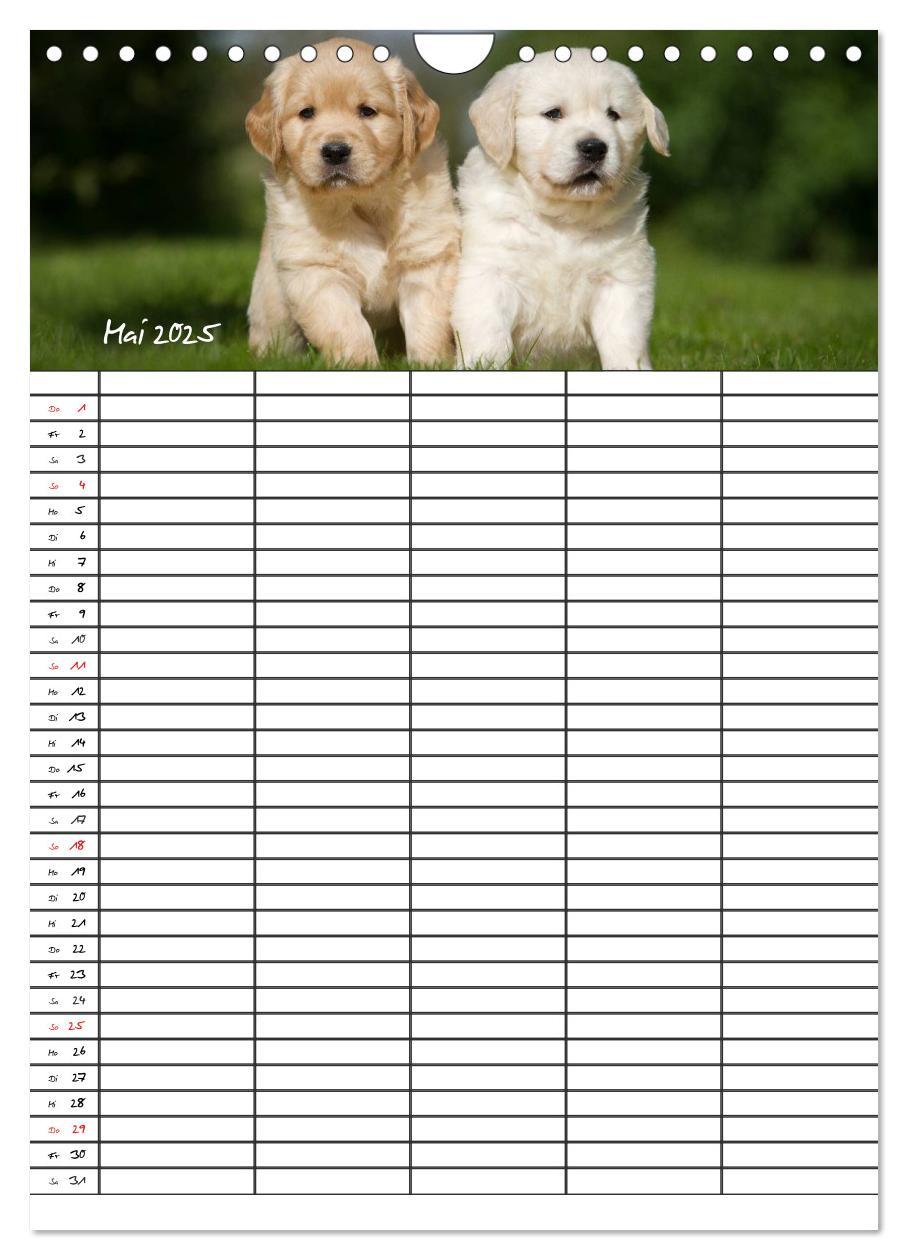 Bild: 9783457088562 | Familienplaner: Golden Retriever Welpen (Wandkalender 2025 DIN A4...