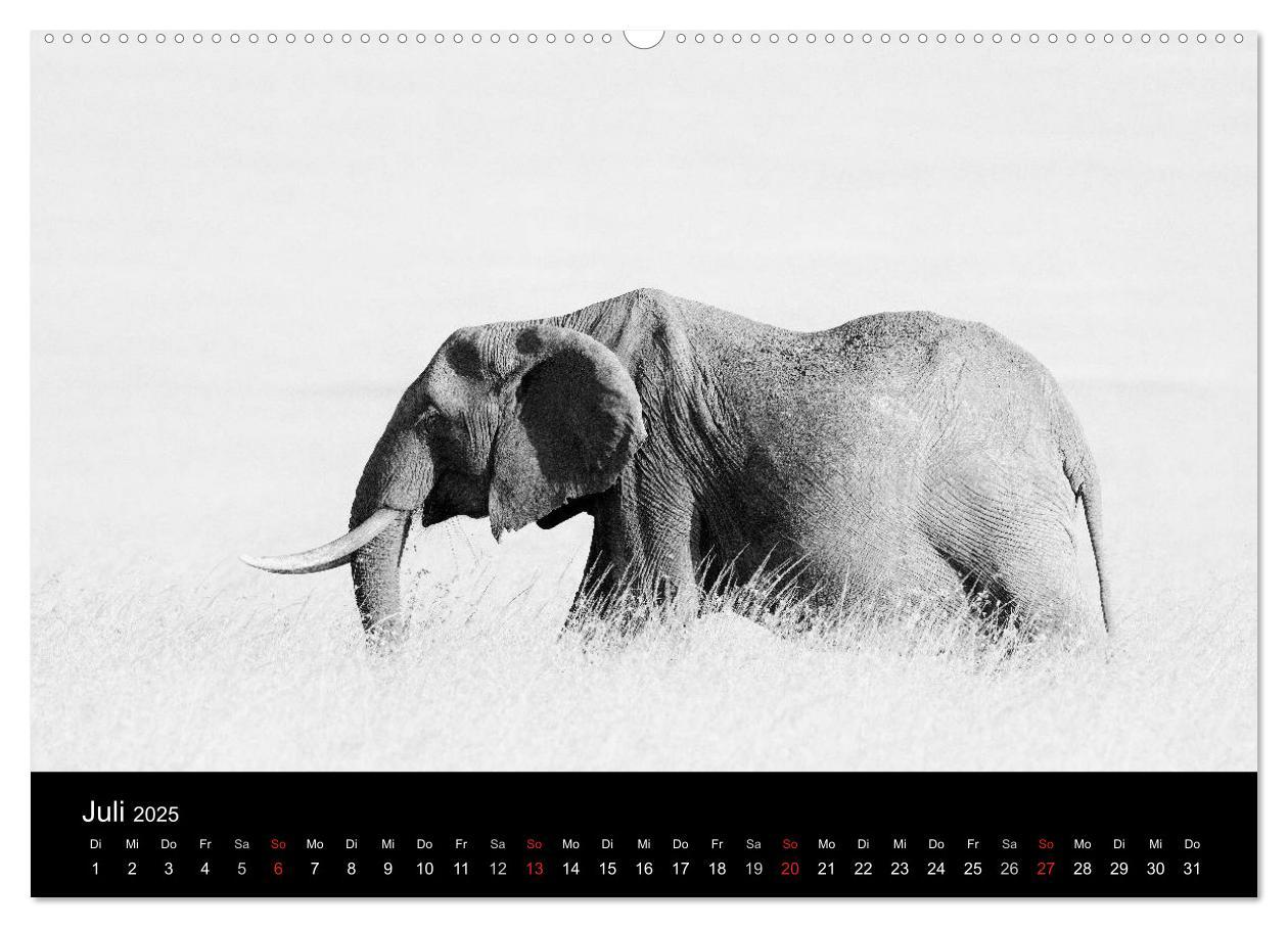 Bild: 9783435732999 | Elefanten Schwarz - Weiss (Wandkalender 2025 DIN A2 quer), CALVENDO...