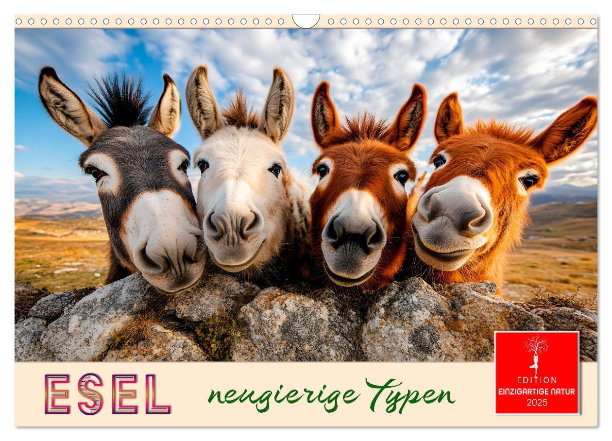 Cover: 9783457215197 | Esel - neugierige Typen (Wandkalender 2025 DIN A3 quer), CALVENDO...