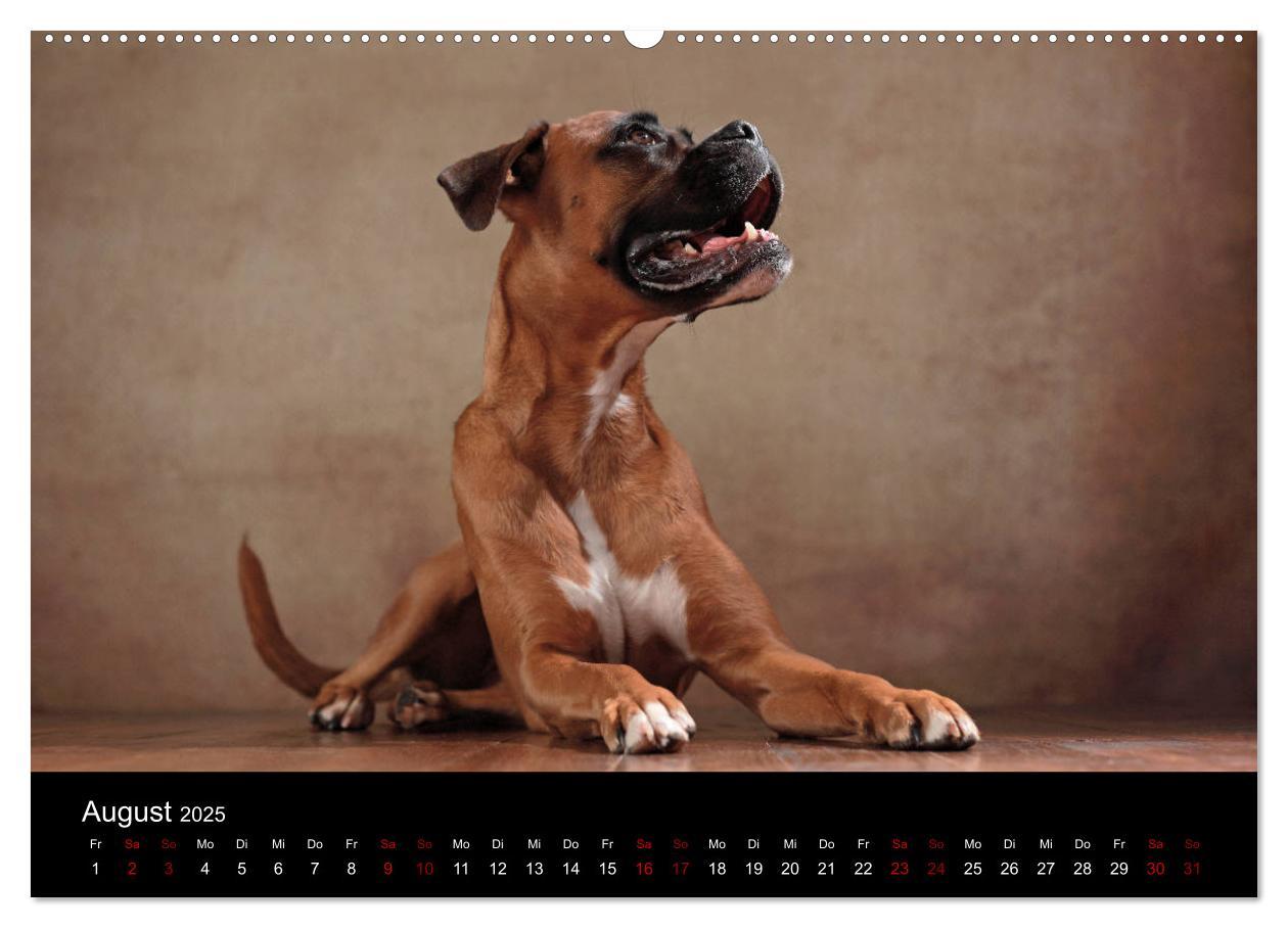 Bild: 9783435435876 | Liebenswerte Boxer (Wandkalender 2025 DIN A2 quer), CALVENDO...