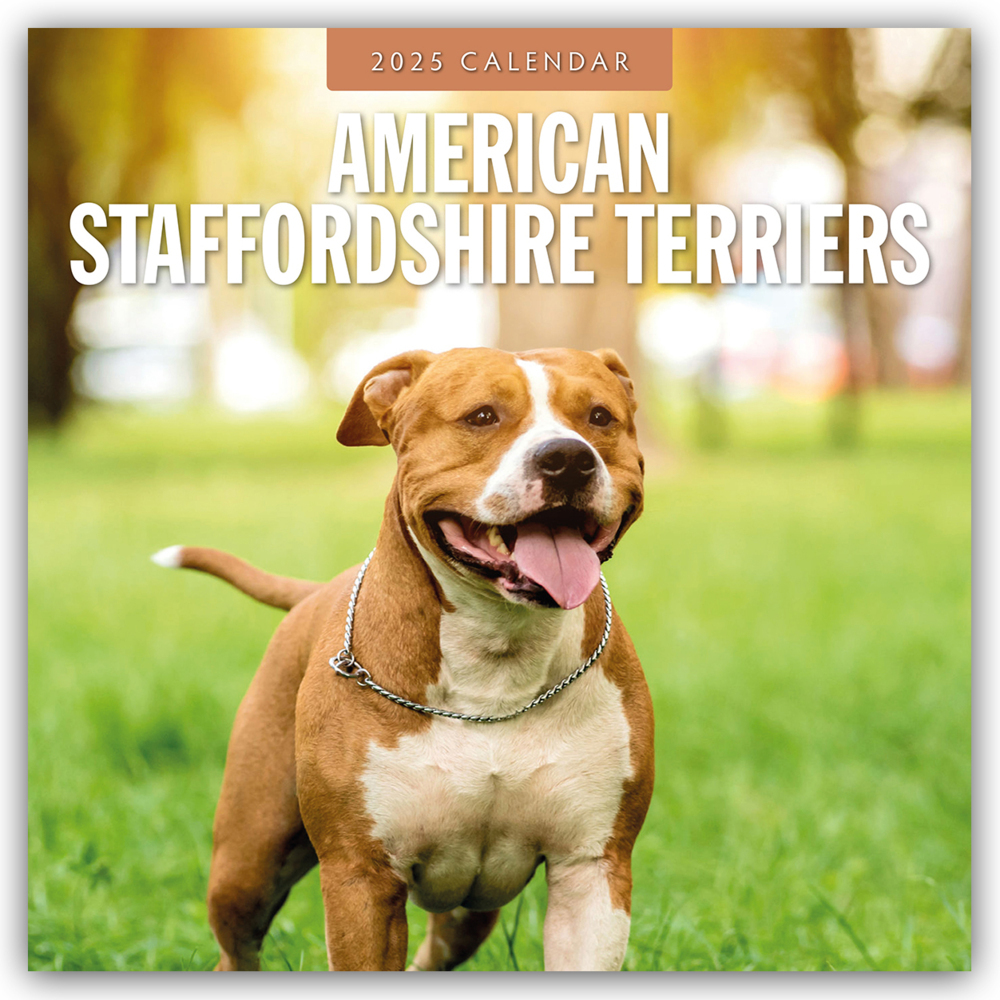 Cover: 9781804424209 | American Staffordshire Terriers - American Staffordshire Terrier...